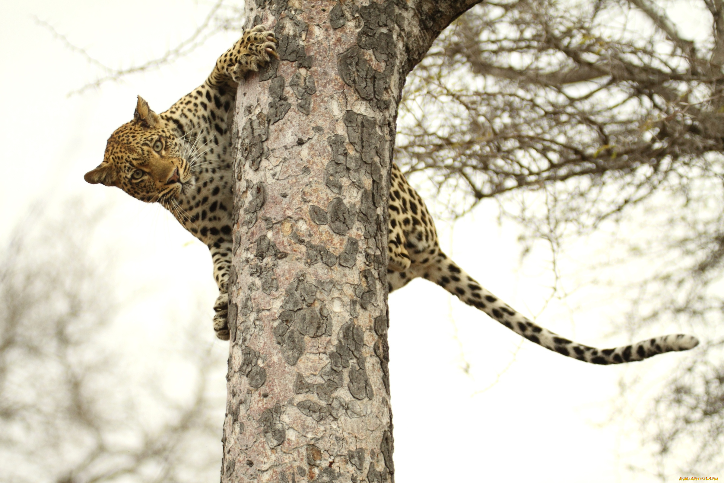 животные, леопарды, дерево, кошка, верхолаз