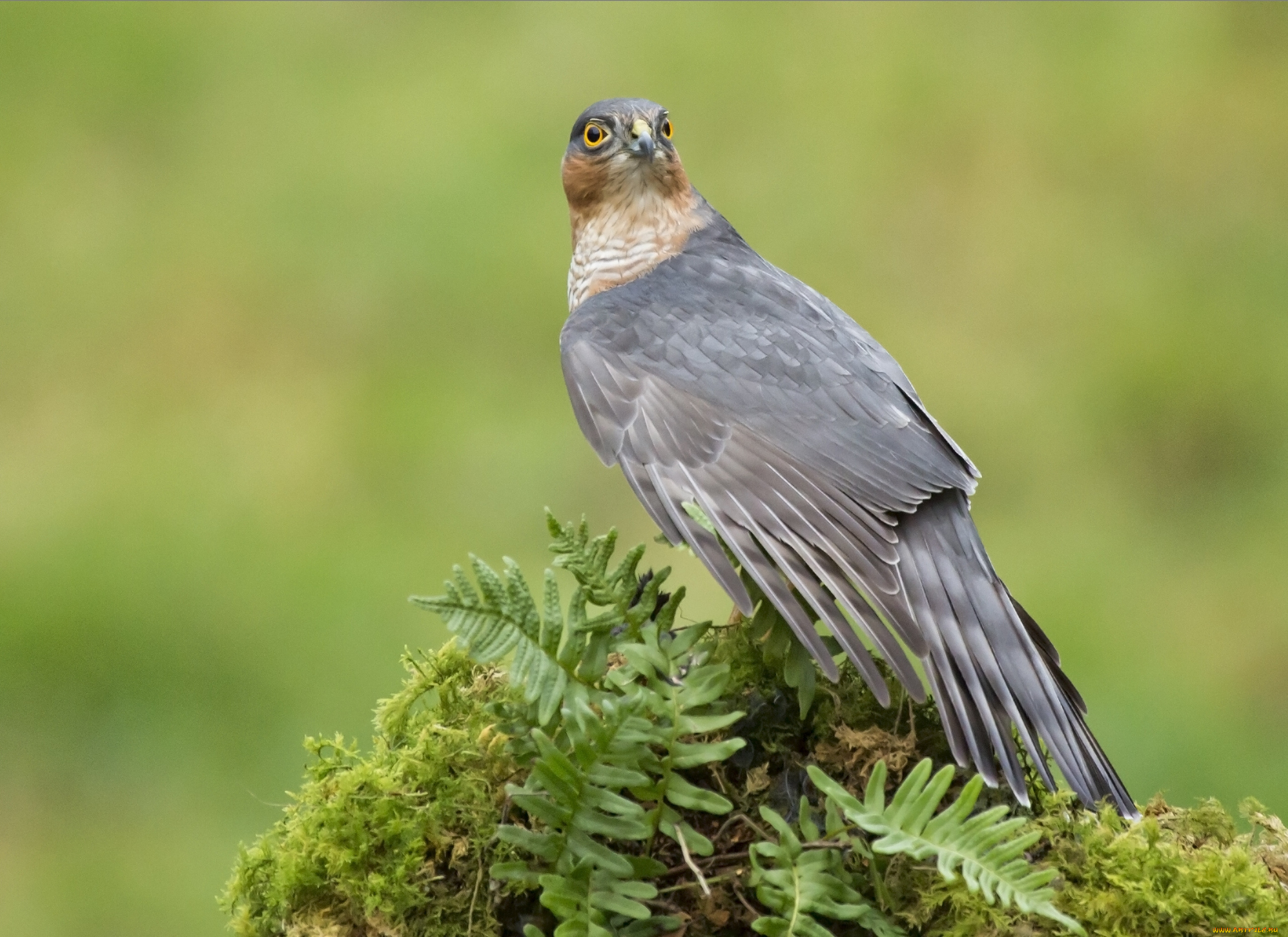 животные, птицы, хищники, Ястреб-перепелятник