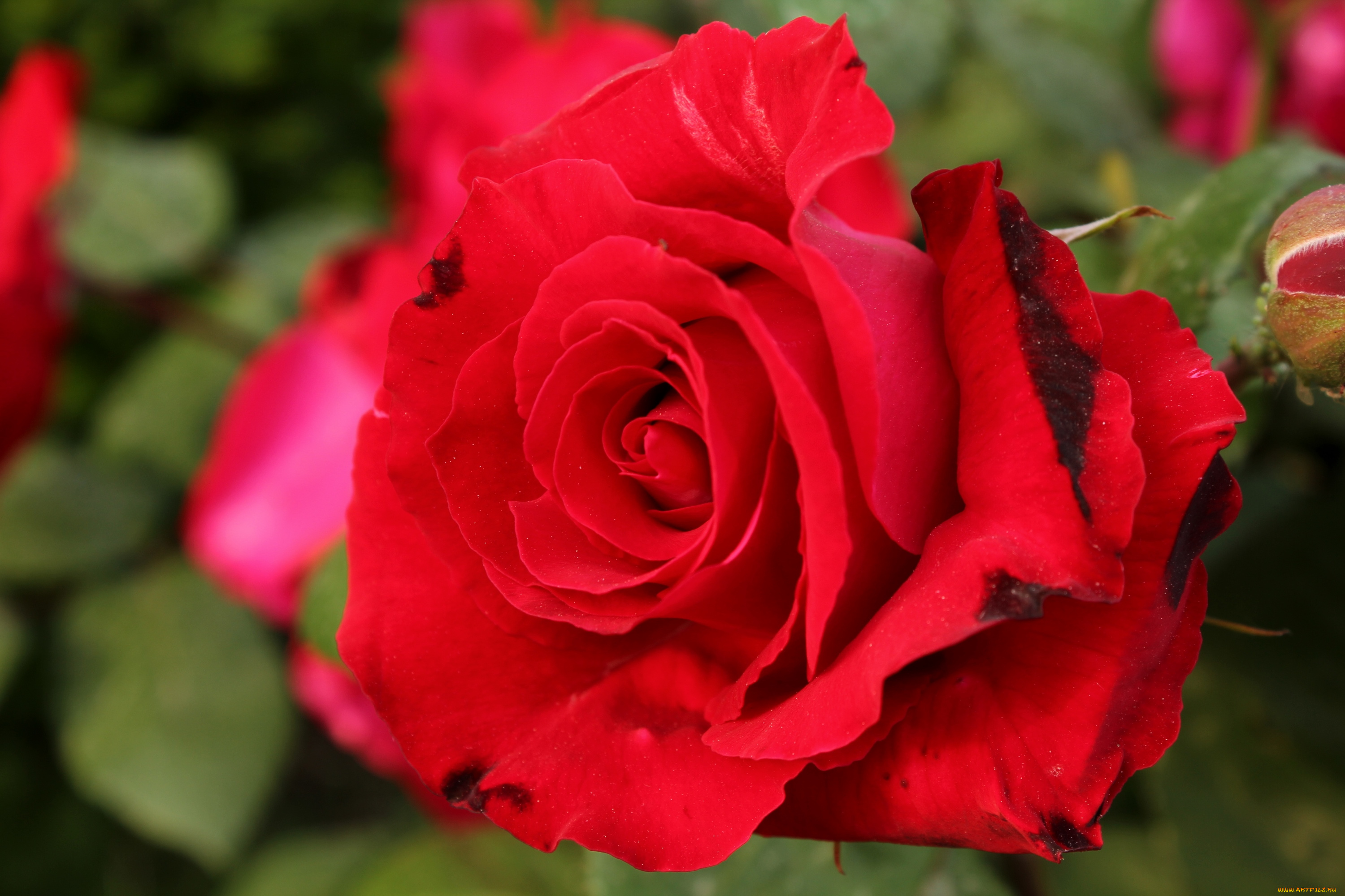 цветы, розы, красный, макро