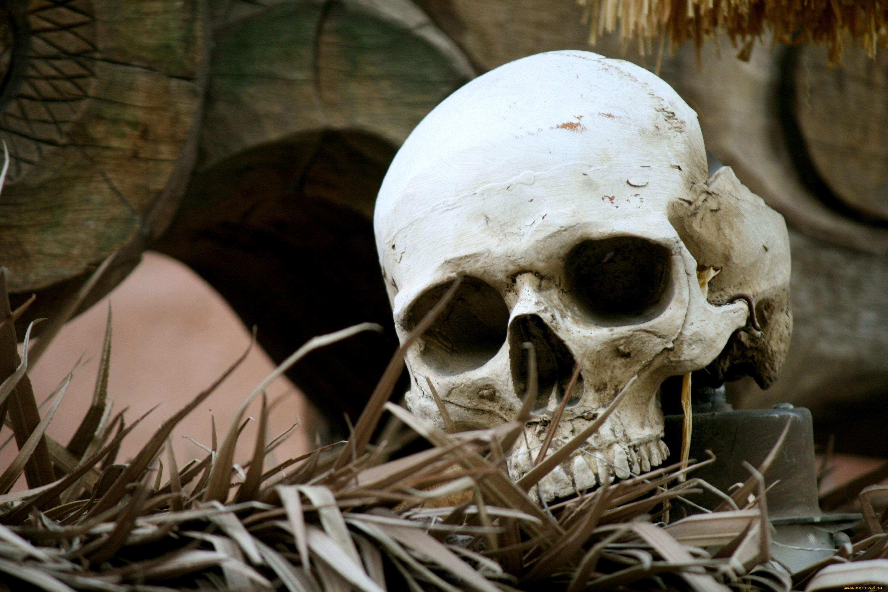 разное, кости, рентген, череп