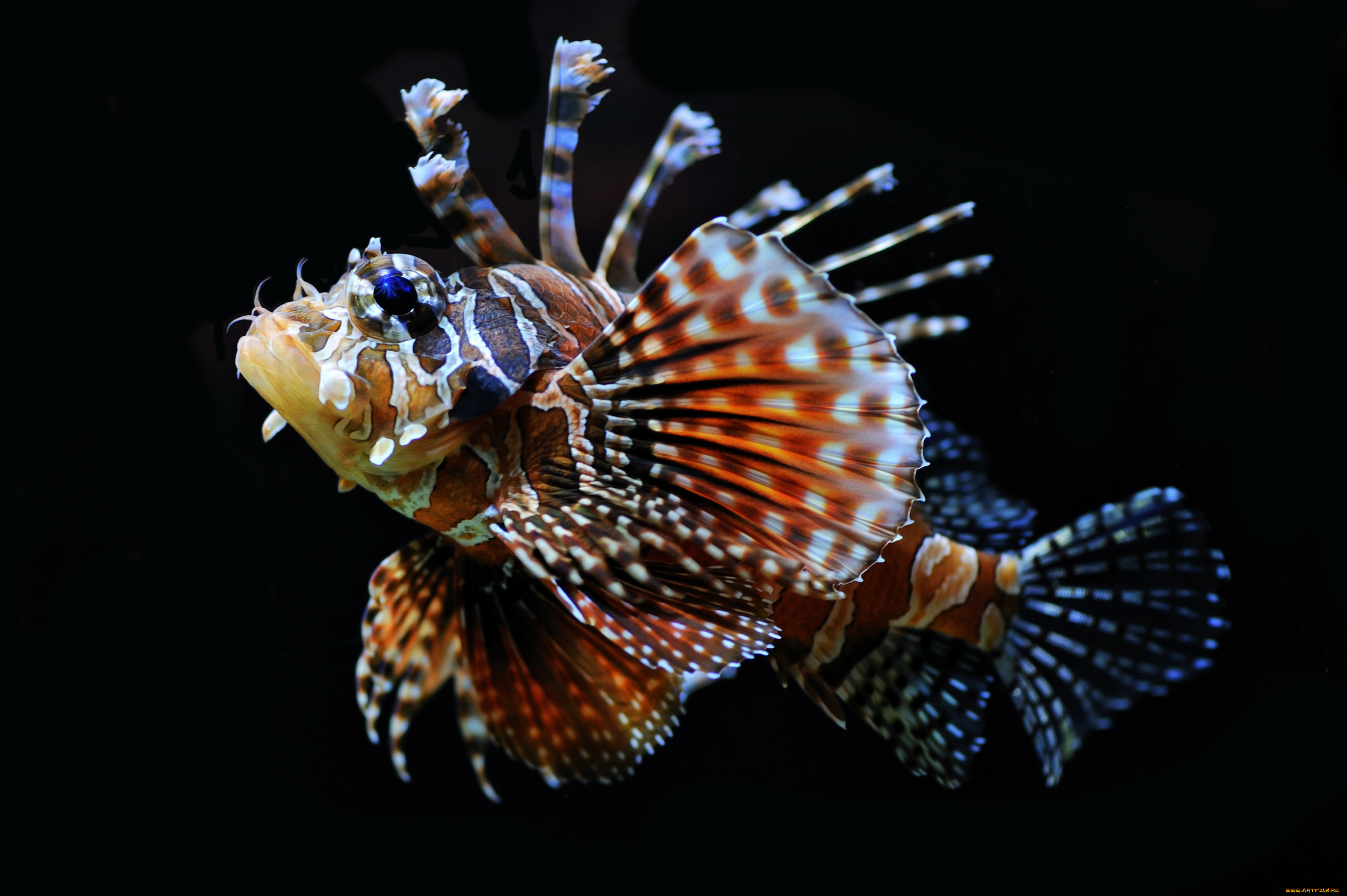 животные, рыбы, крыльчатка