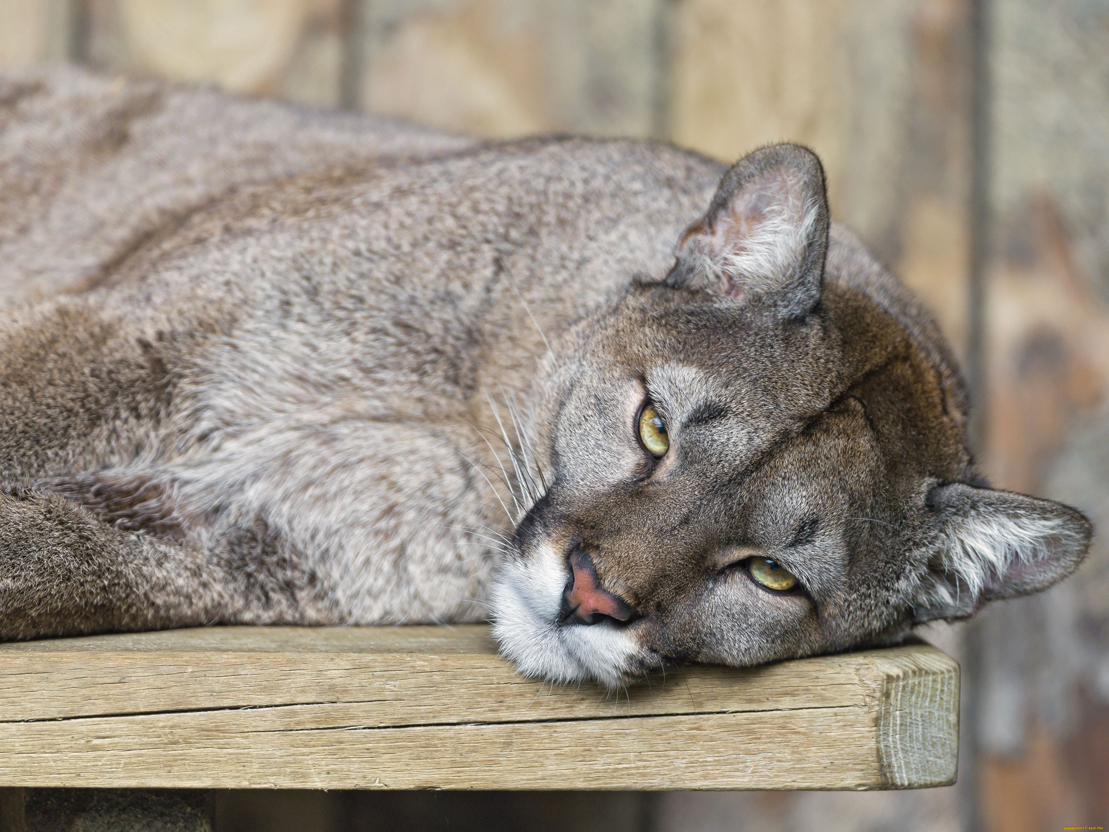 животные, пумы, львица
