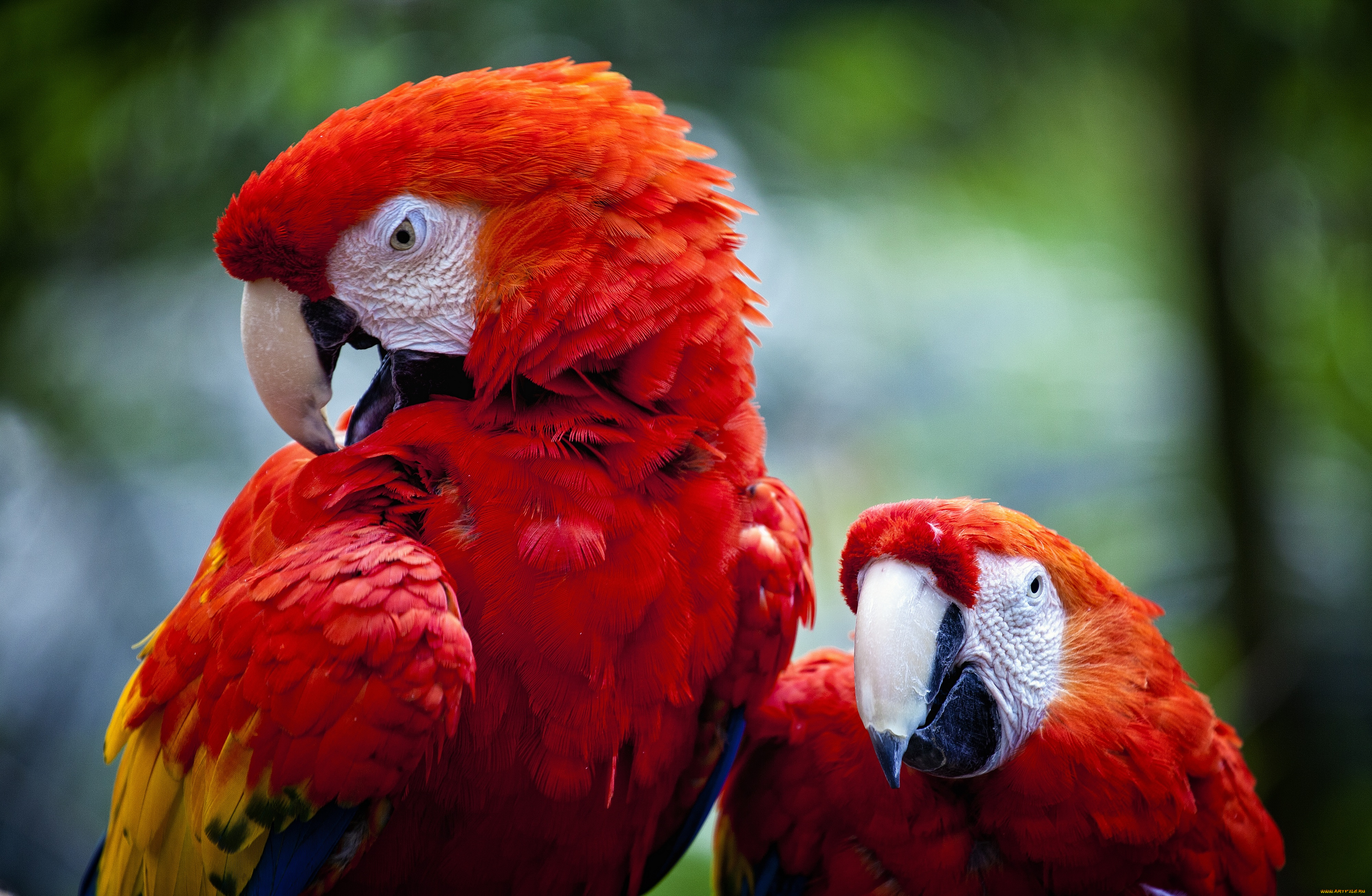 животные, попугаи, ара