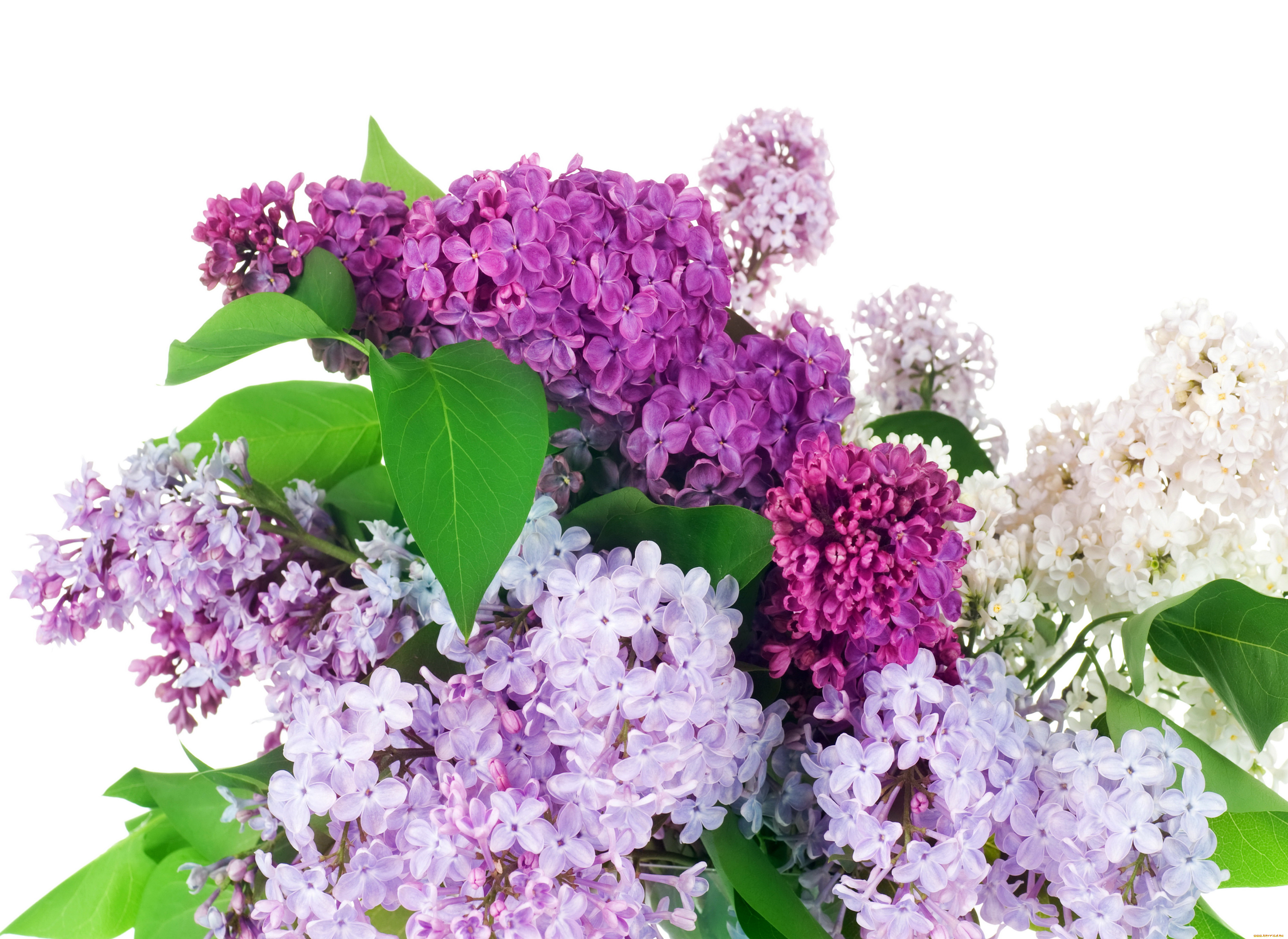 цветы, сирень