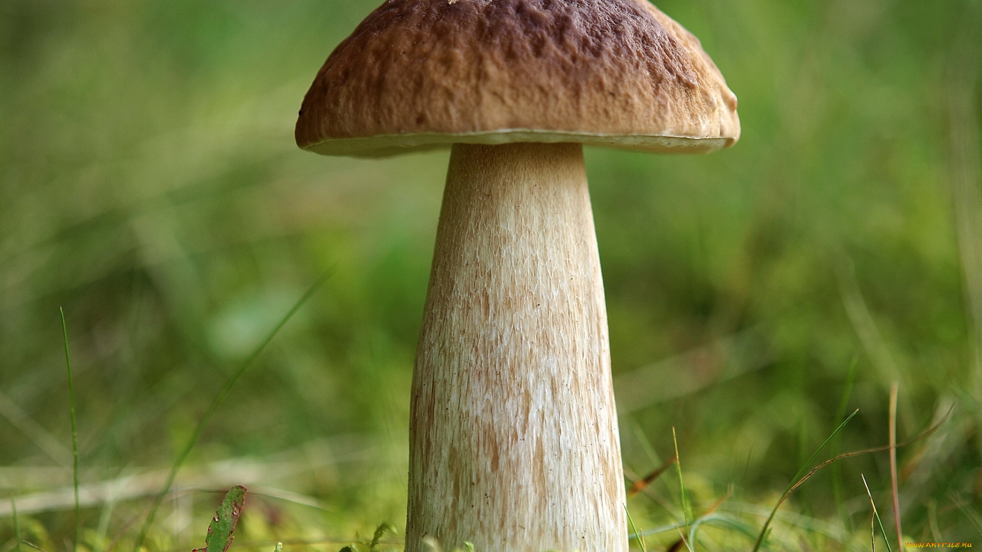 природа, грибы, крепыш
