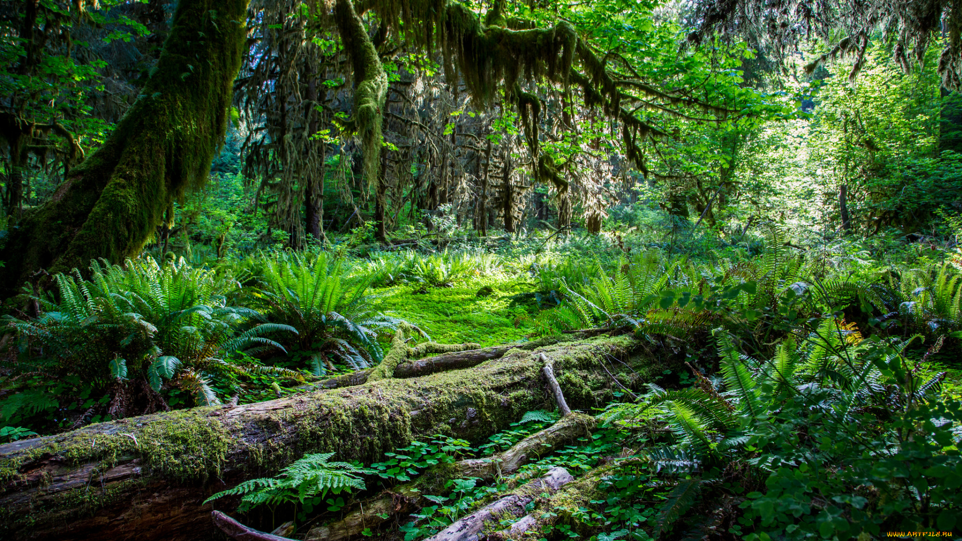 природа, лес, стволы, папоротники, бревно