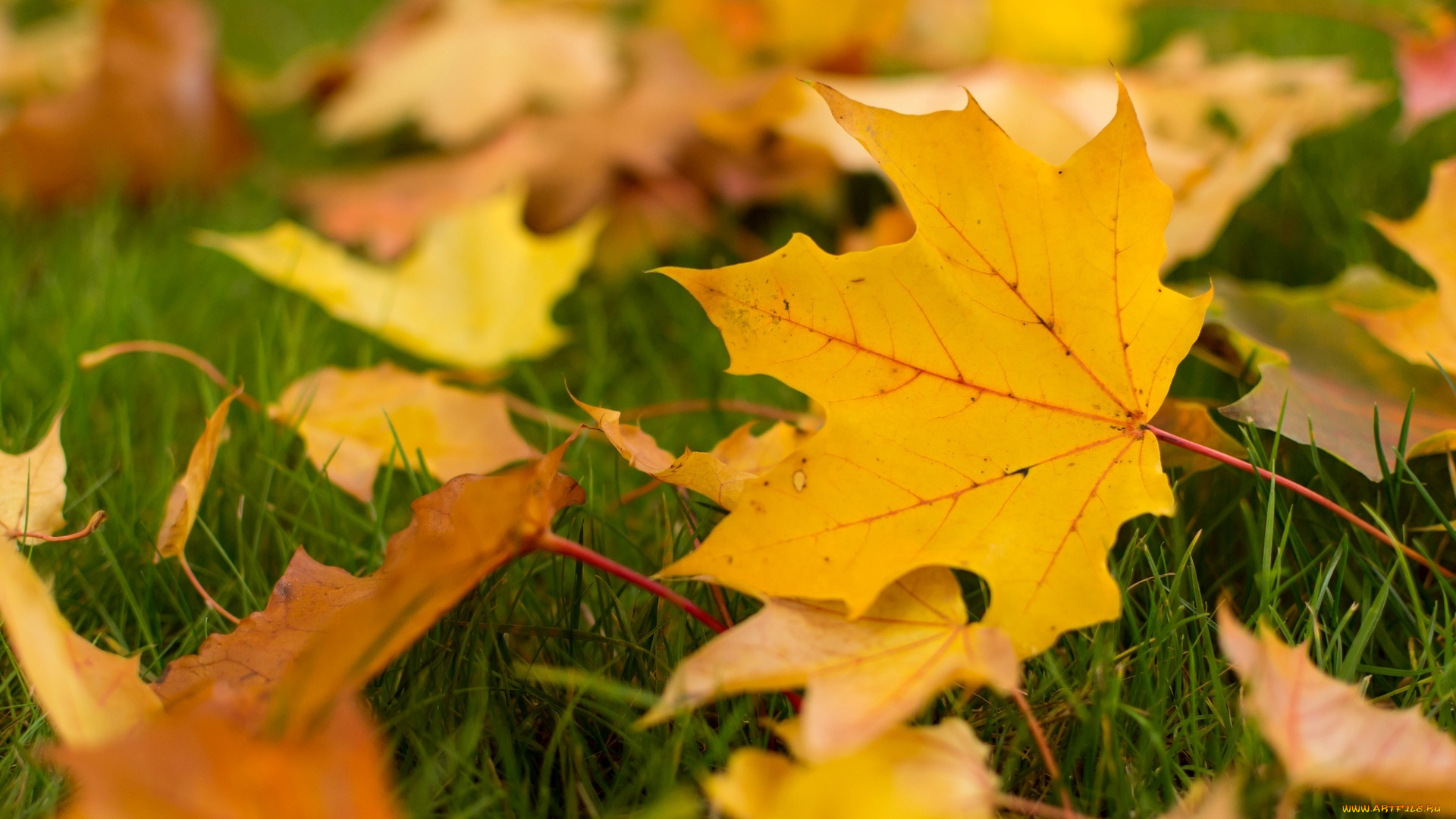 природа, листья, желтые, осень