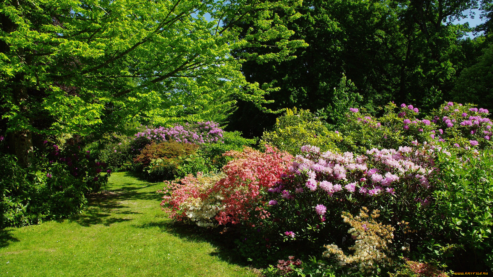 природа, парк, лужайка, трава, кусты, деревья, цветы