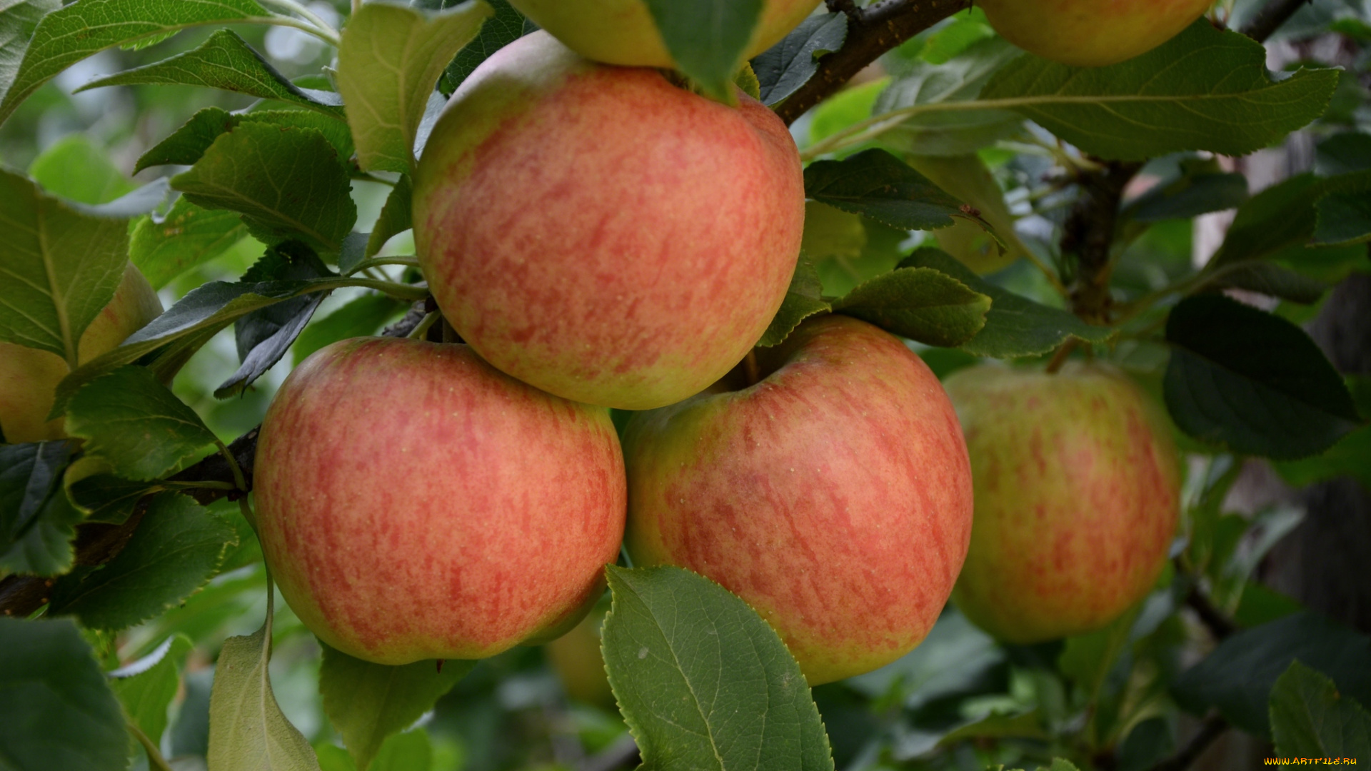 природа, плоды, яблоки
