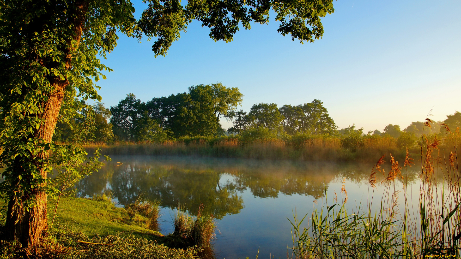природа, реки, озера, деревья, вода