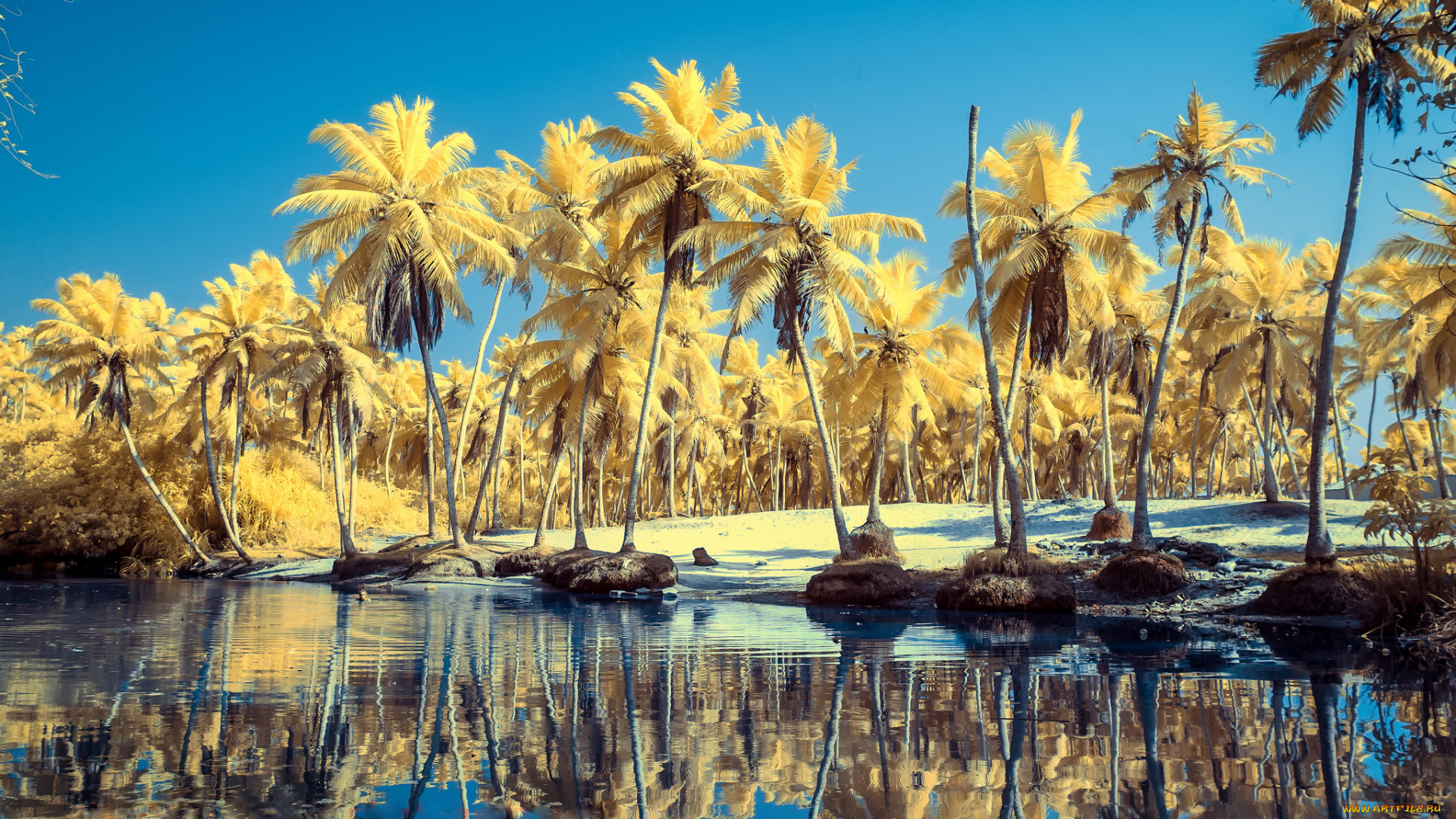 природа, тропики, река, пальмы