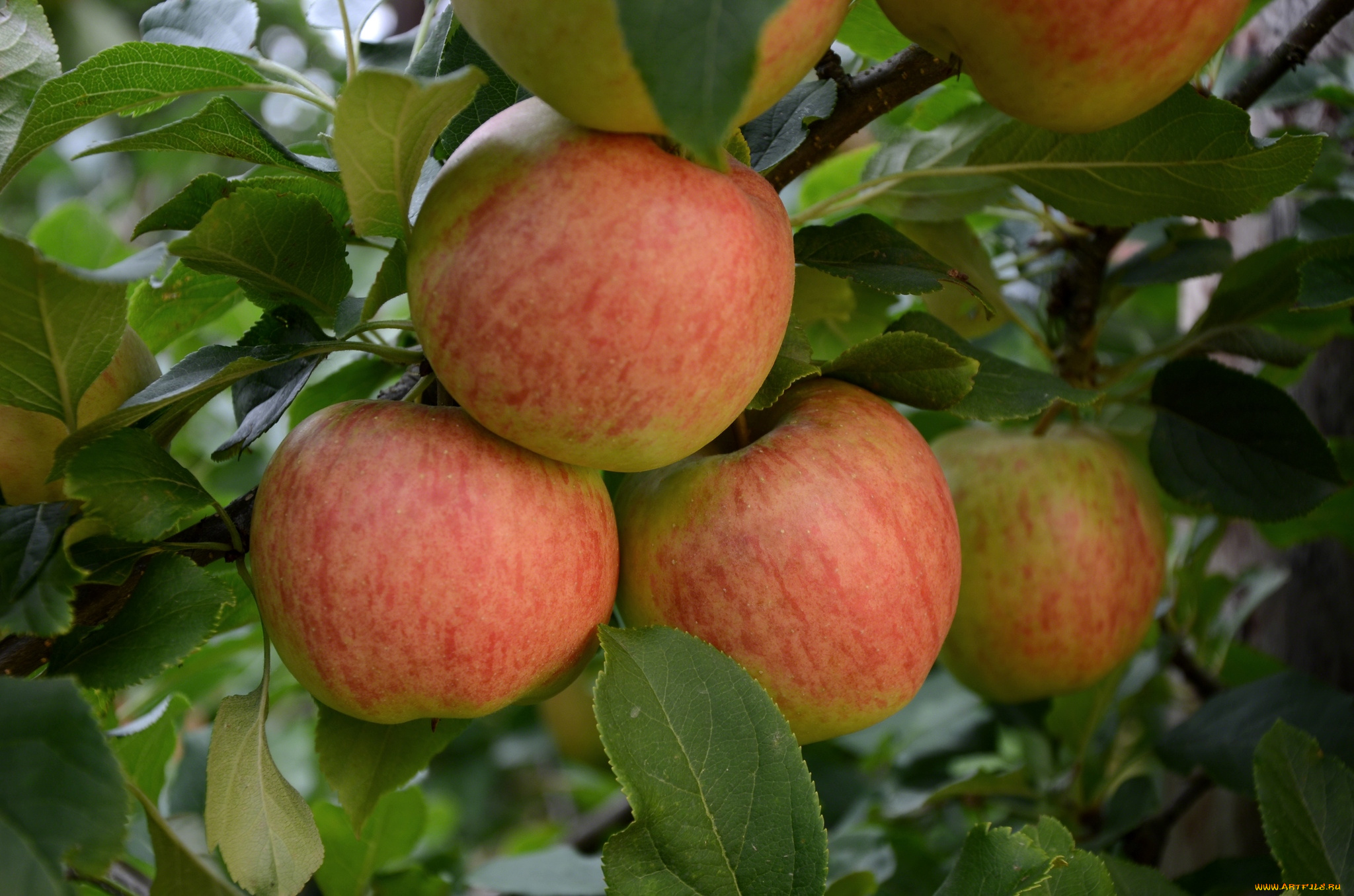 природа, плоды, яблоки