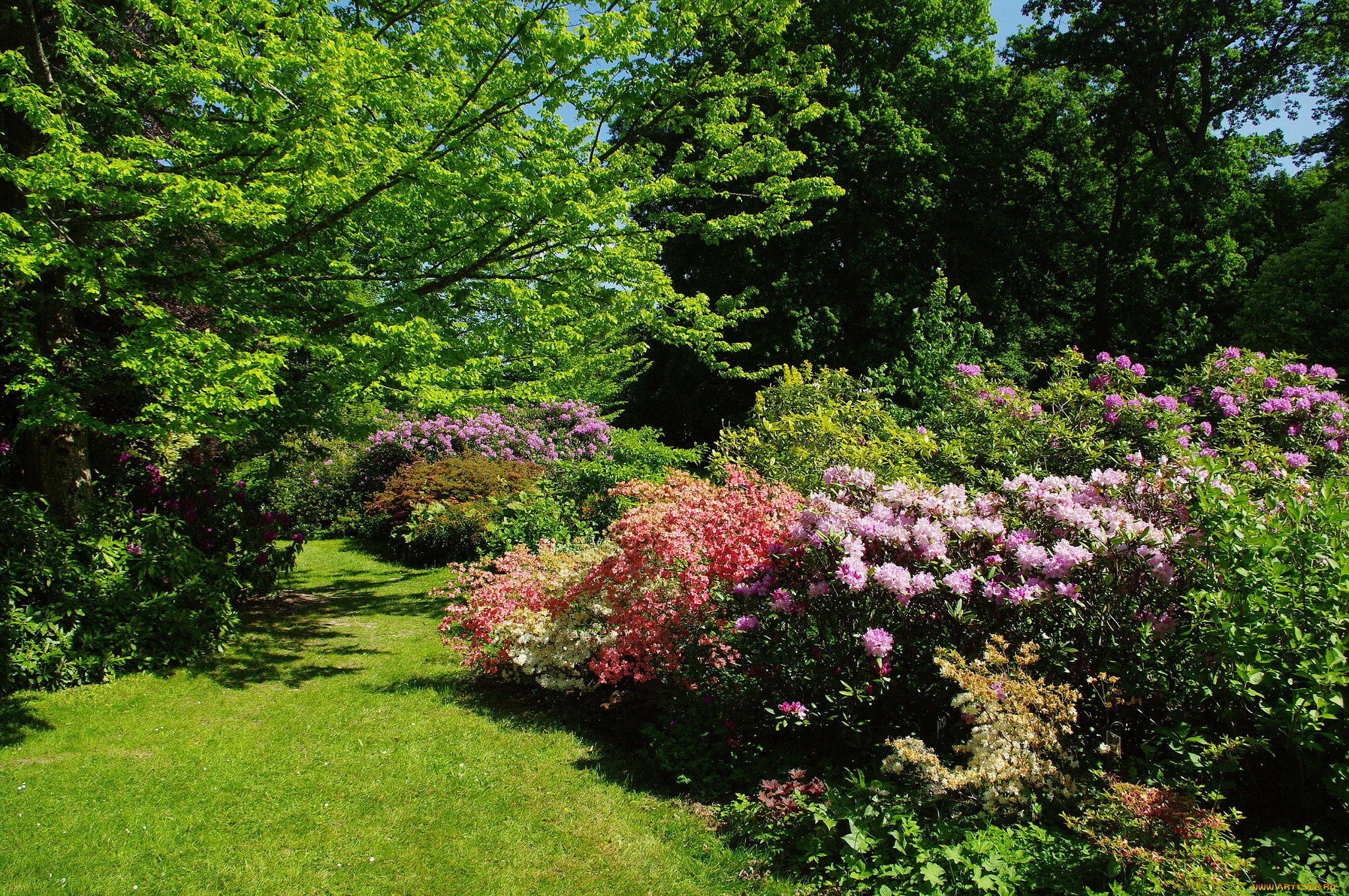 природа, парк, лужайка, трава, кусты, деревья, цветы