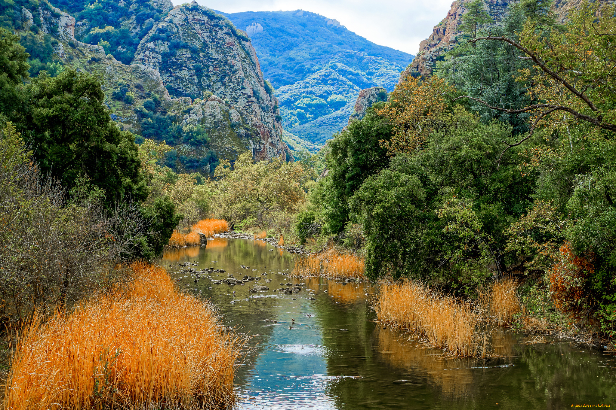 природа, реки, озера, лес, река, горы