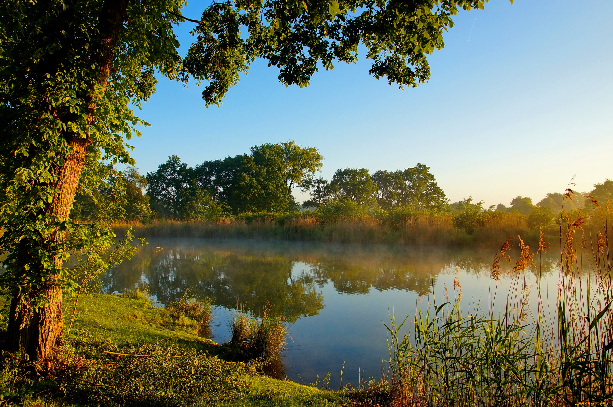 природа, реки, озера, деревья, вода