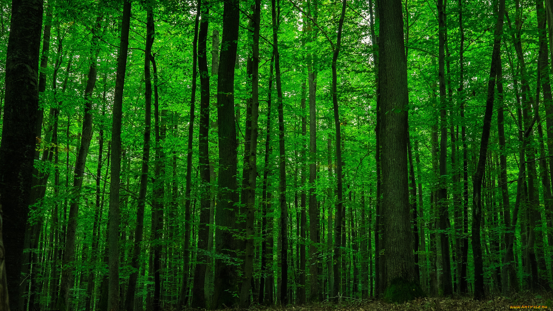 природа, лес