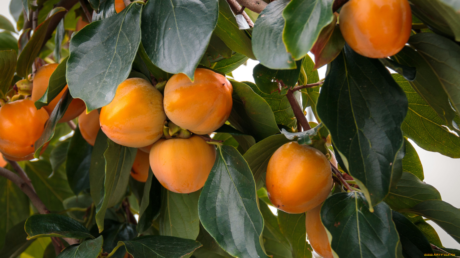 природа, плоды, урожай