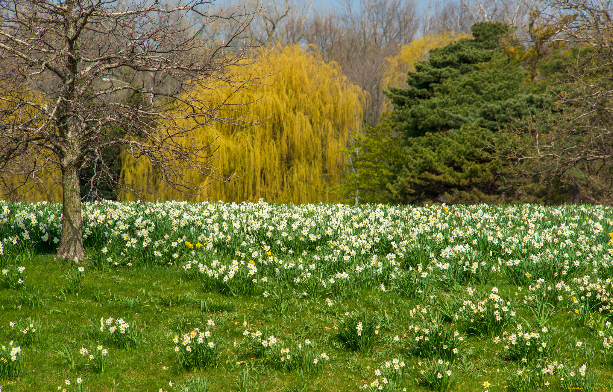 природа, луга, поляна