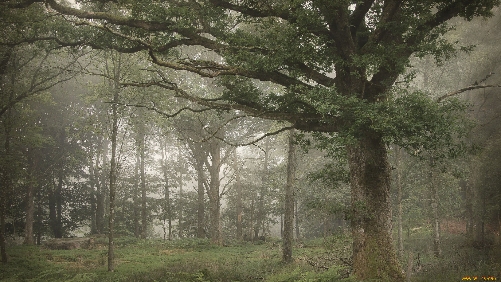 природа, лес, деревья
