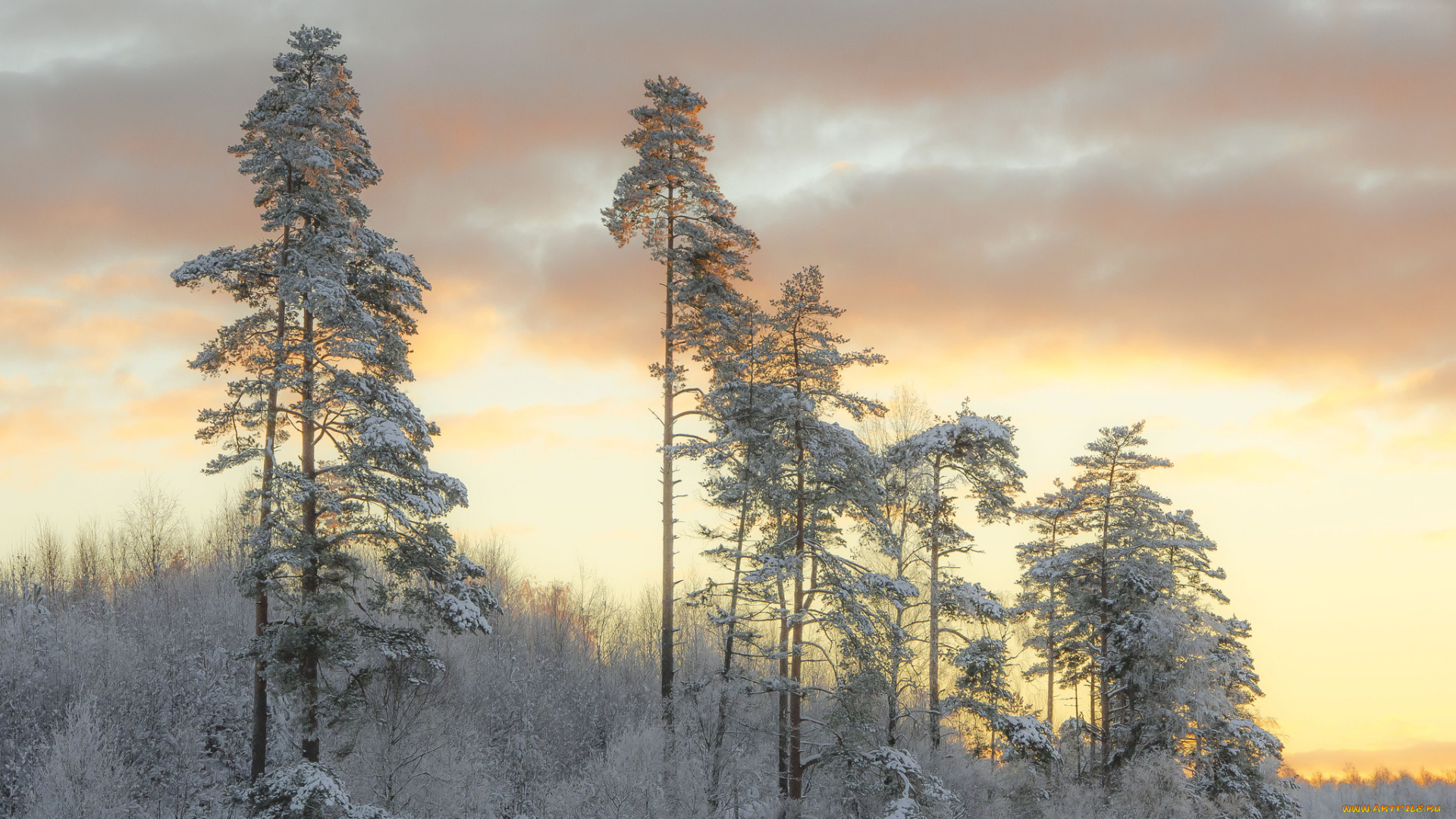 природа, лес, деревья