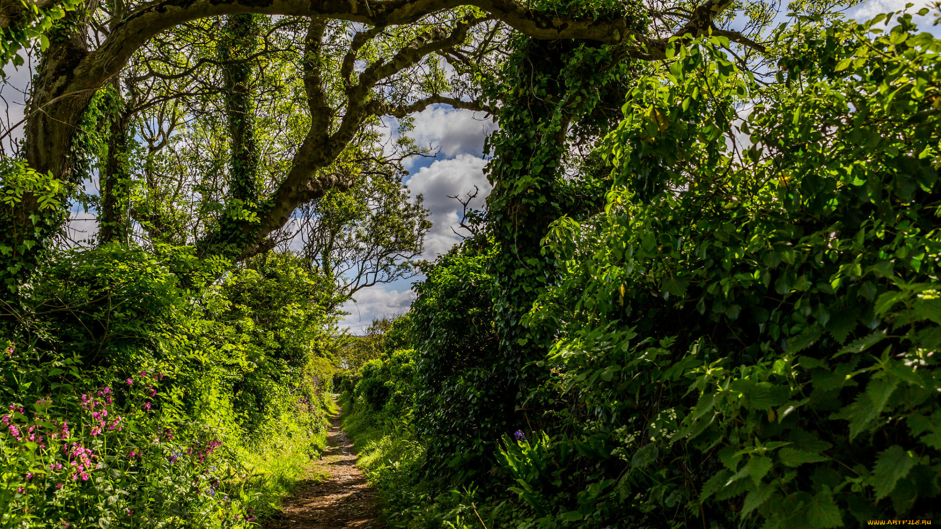 природа, лес, деревья