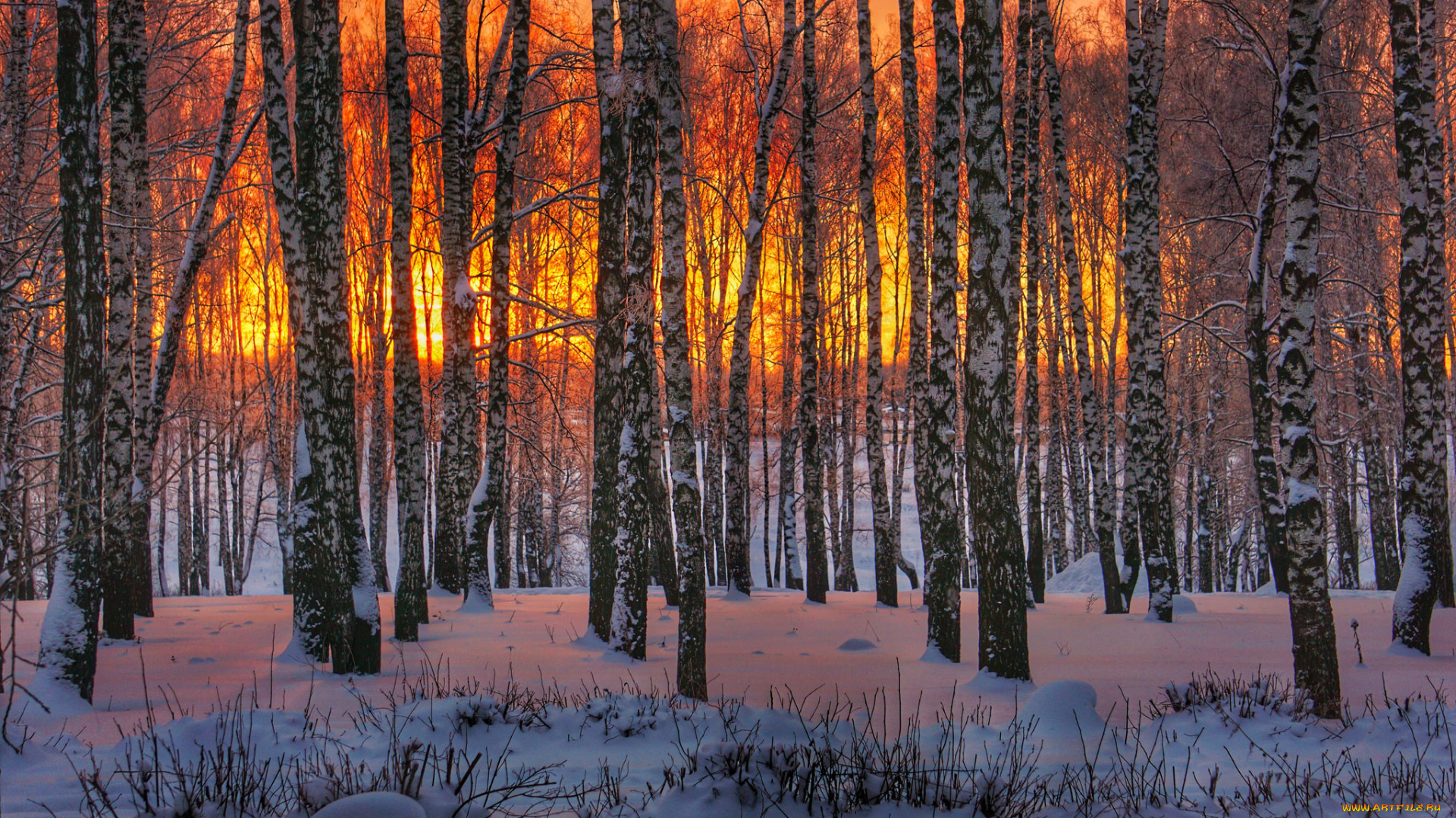 природа, лес, деревья