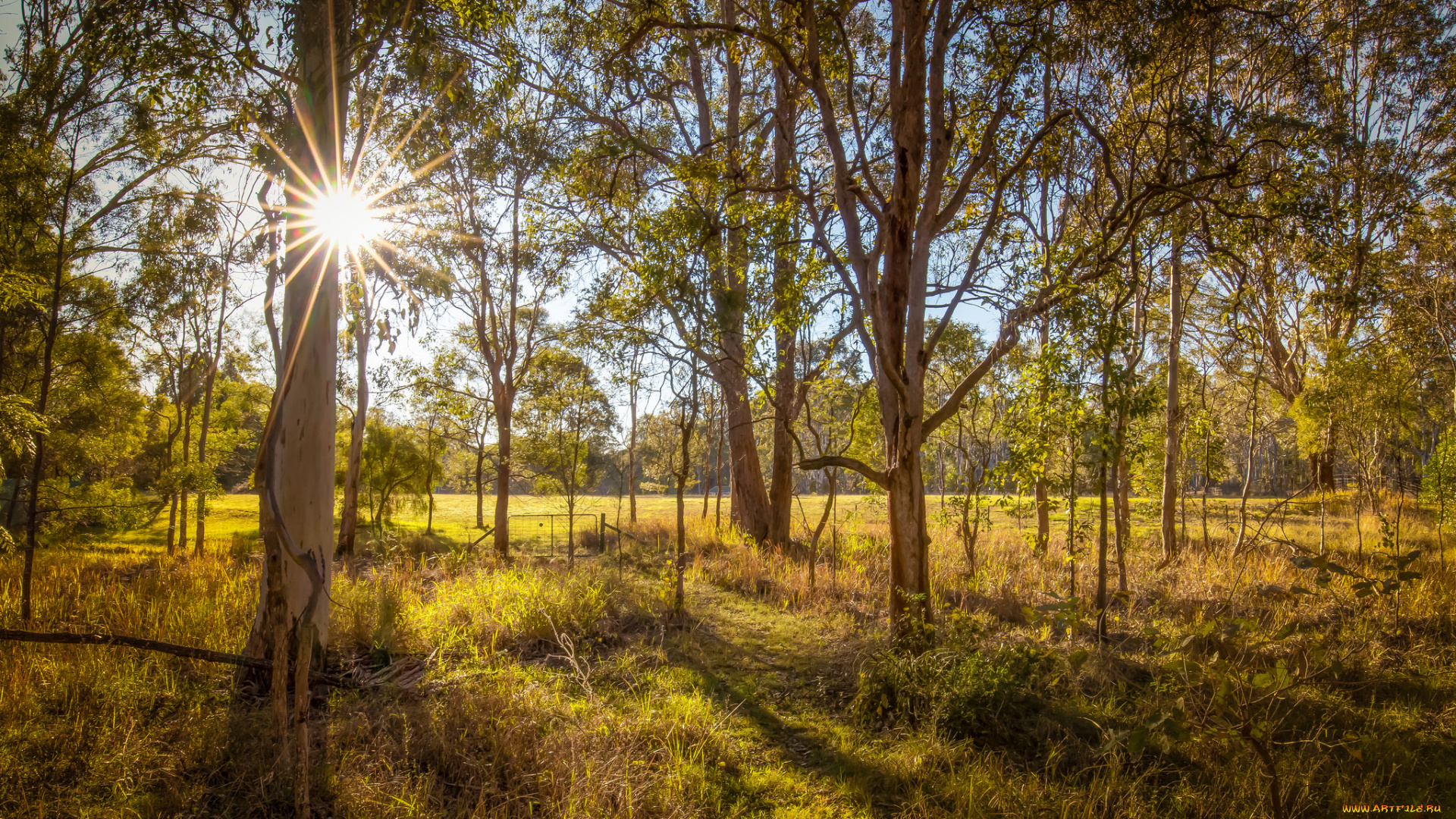 природа, лес, деревья