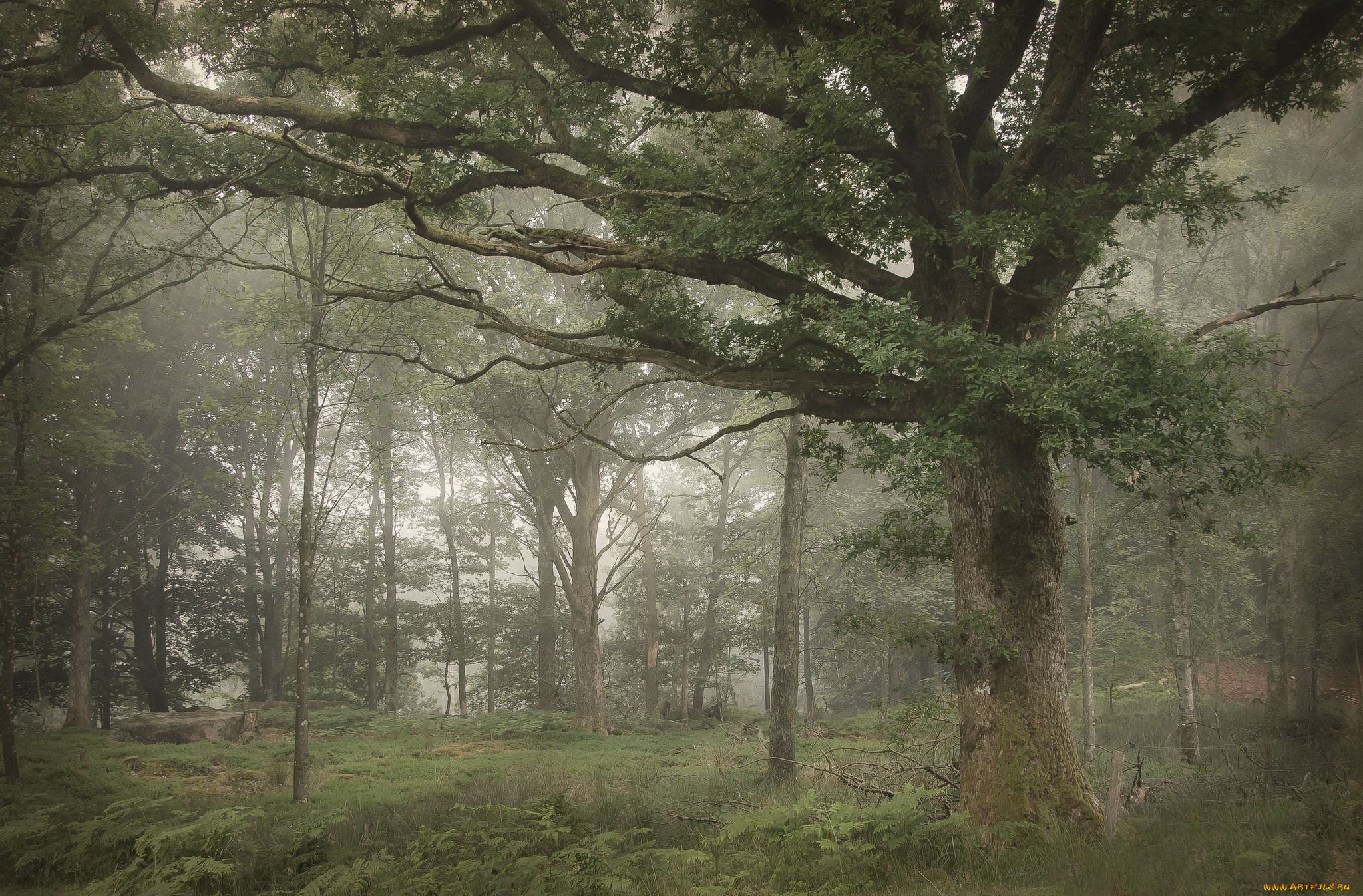 природа, лес, деревья