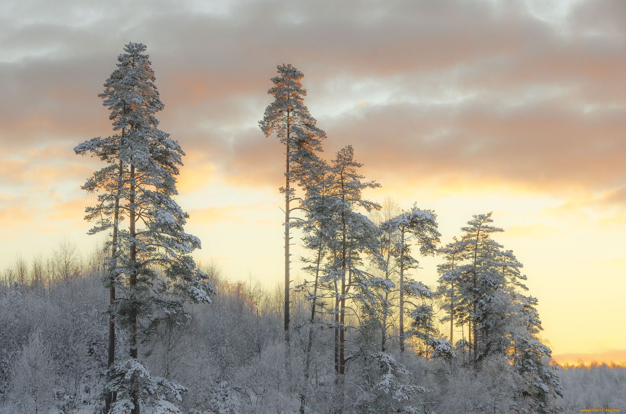 природа, лес, деревья