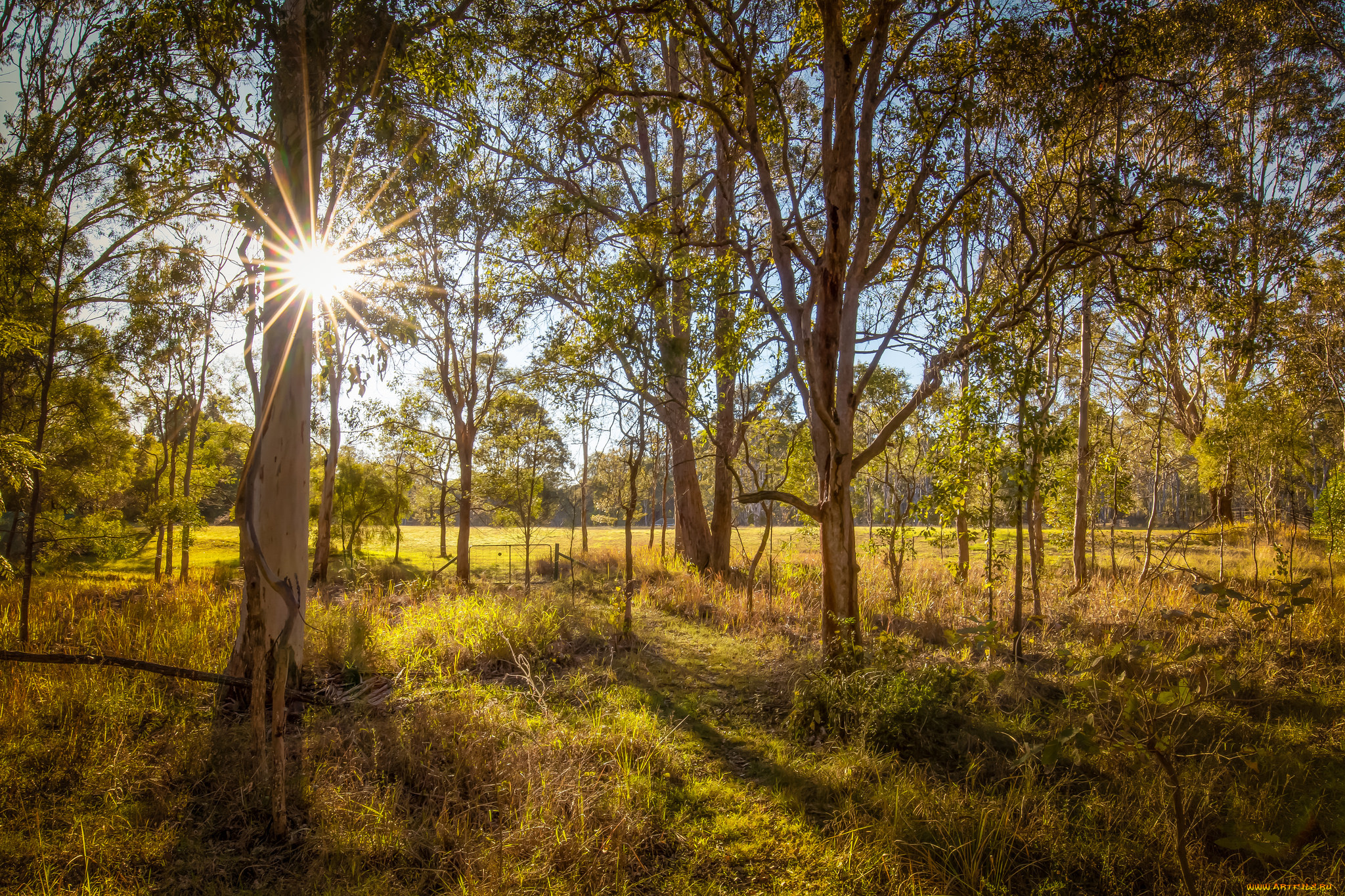 природа, лес, деревья