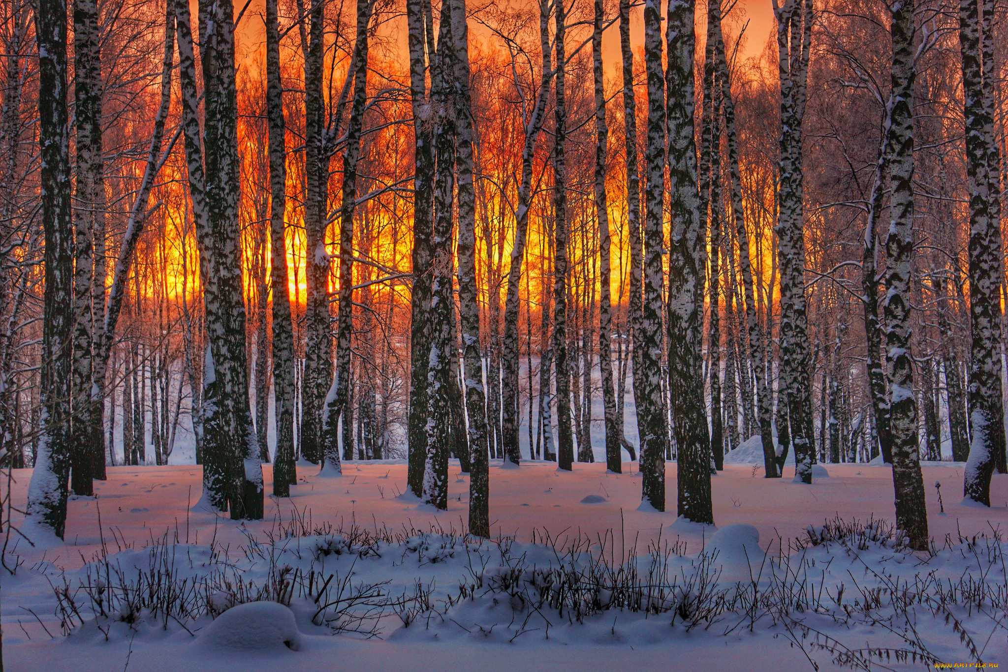 природа, лес, деревья