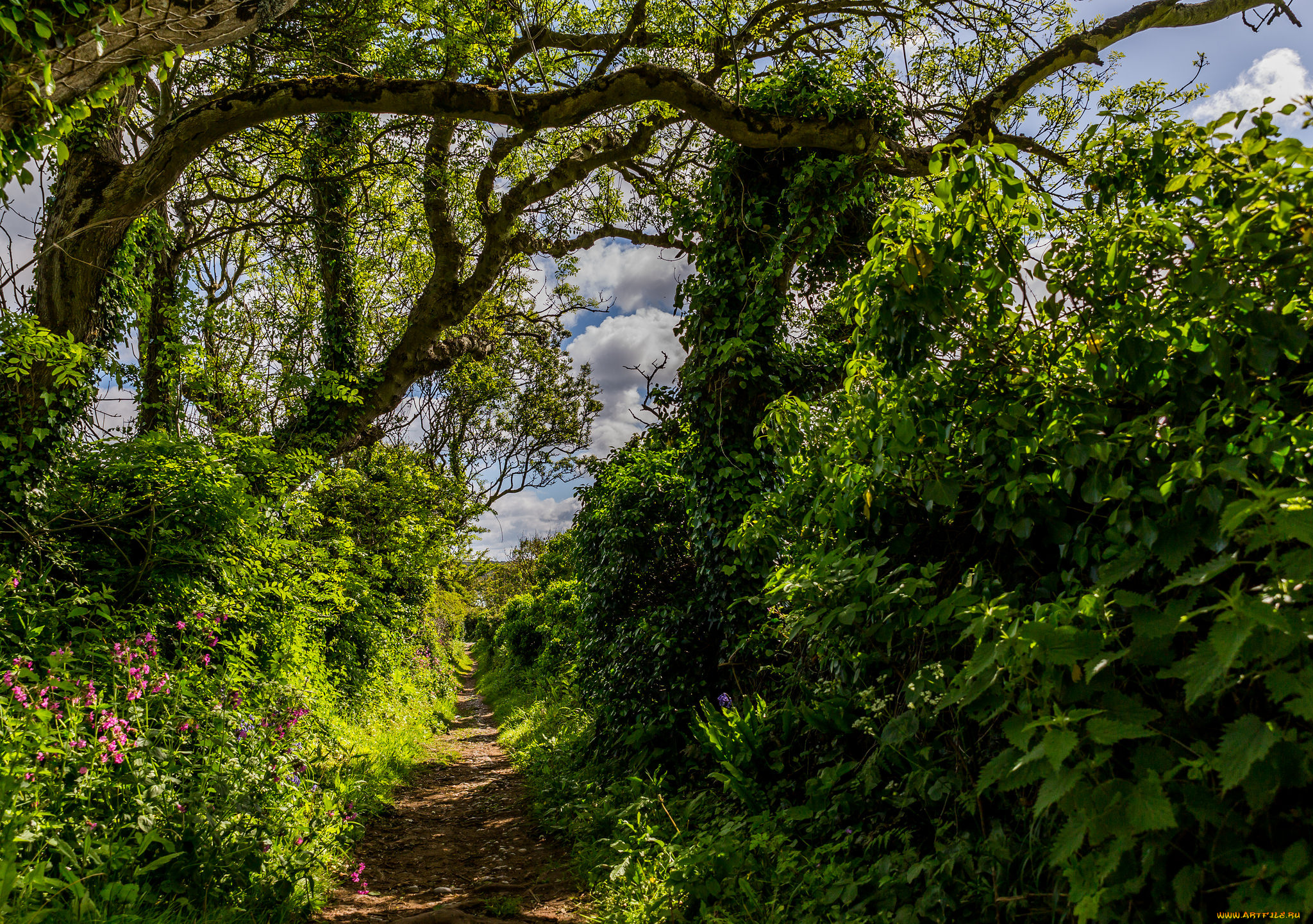 природа, лес, деревья