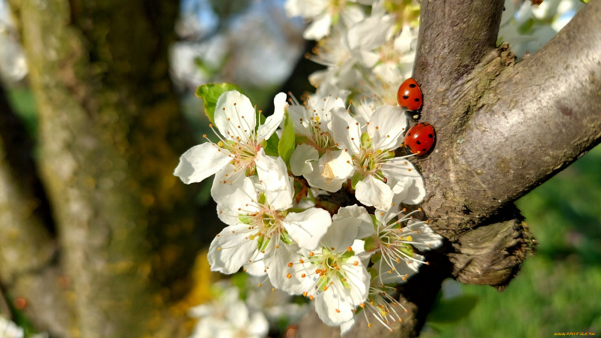 11, 04, 2022, цветы, цветущие, деревья, , , кустарники, весна