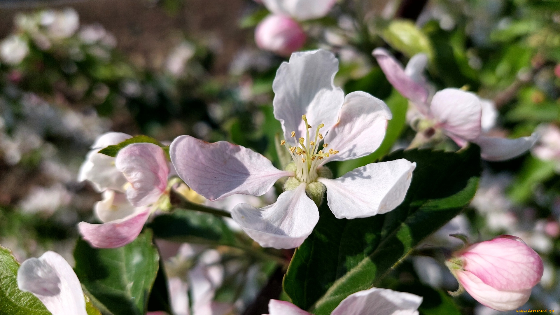 цветы, цветущие, деревья, , , кустарники, яблоня, цветение, весна, 2022