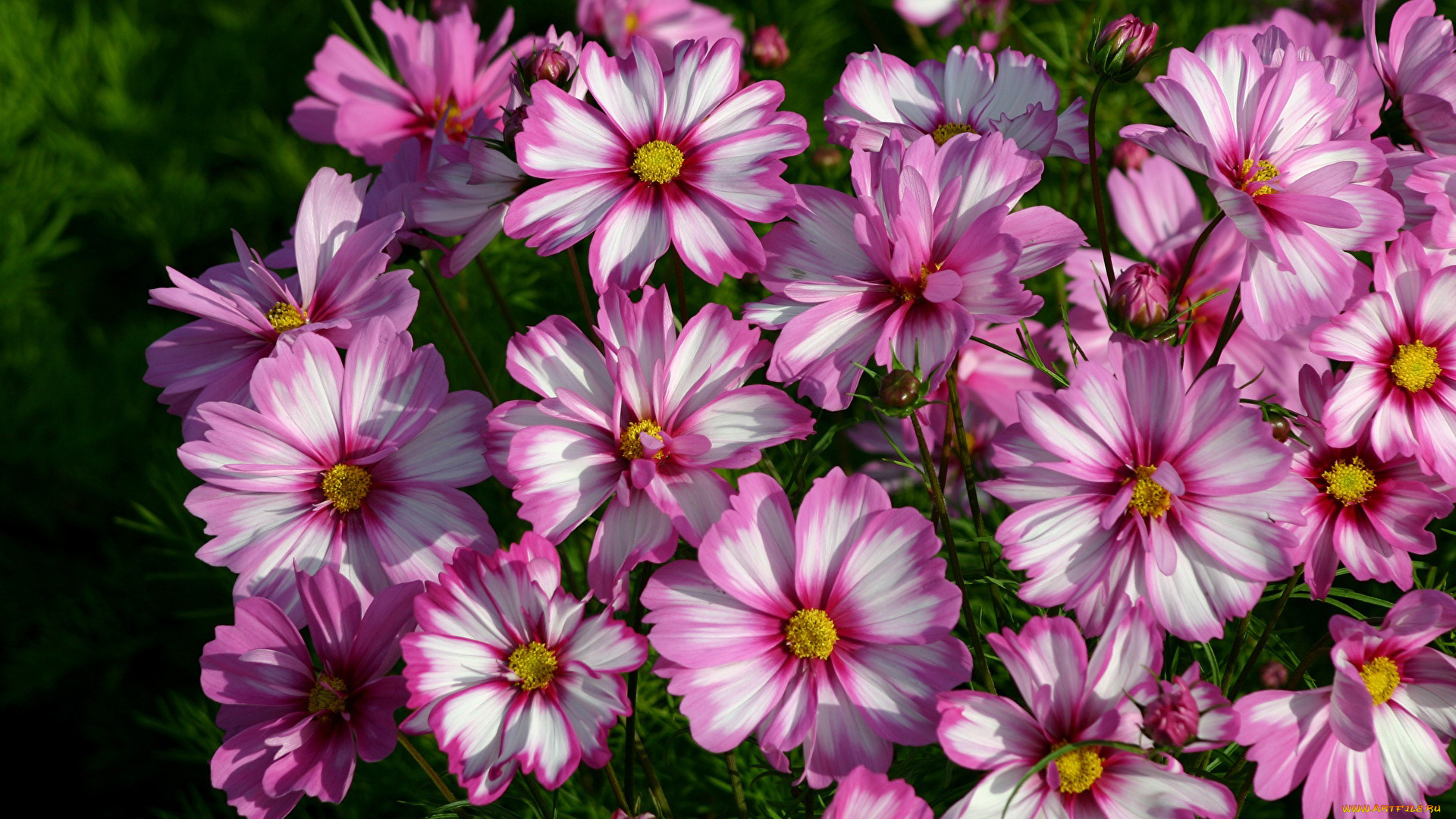 цветы, космея, бело-розовые, космеи
