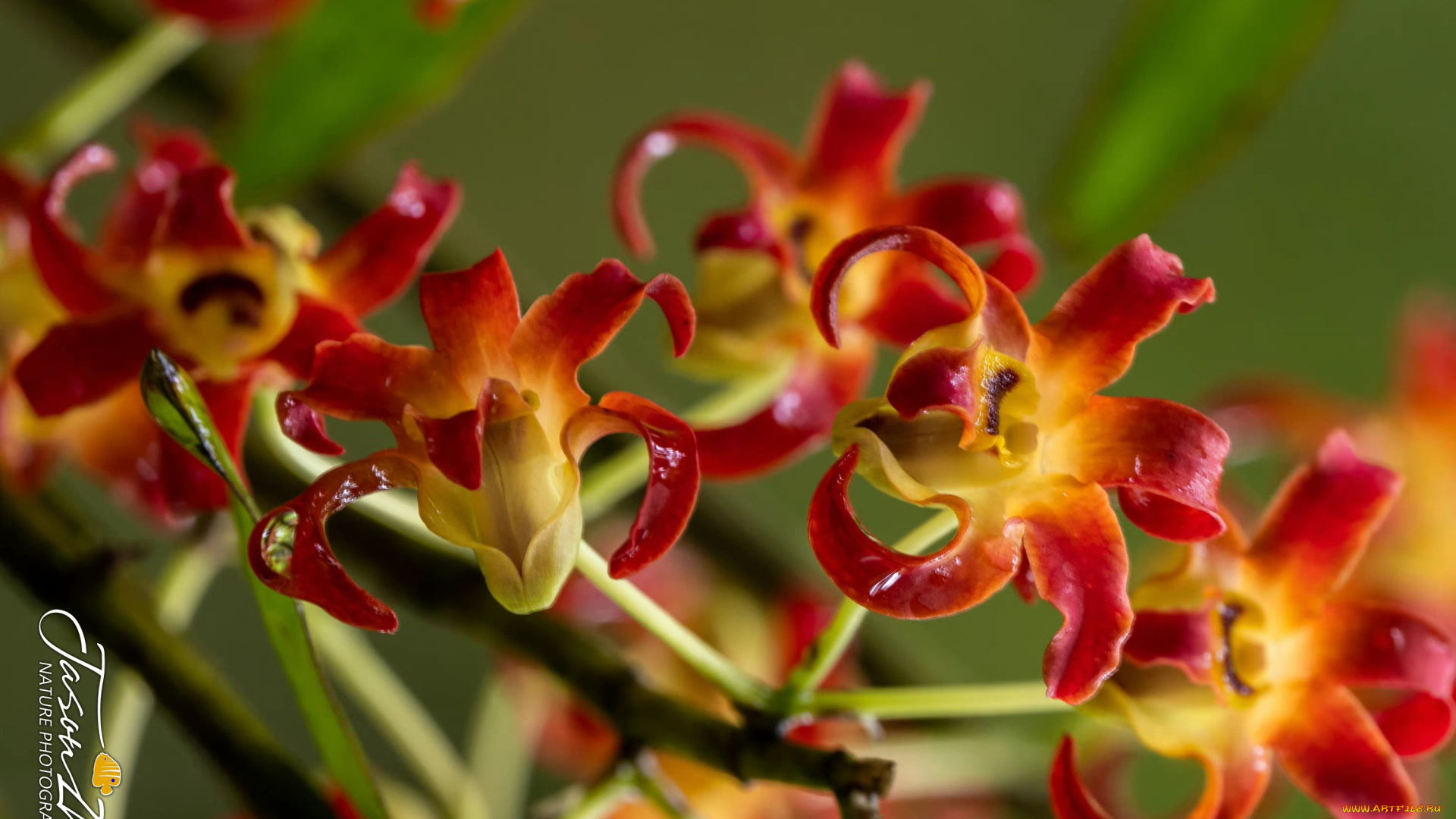 цветы, орхидеи