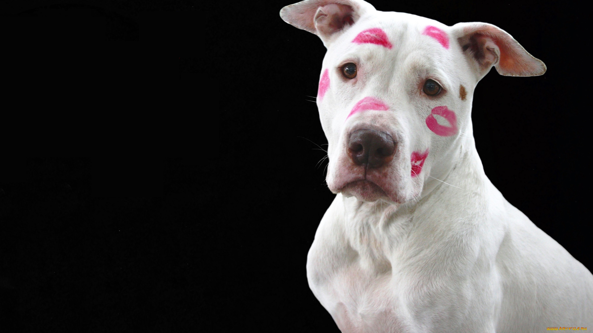 животные, собаки, пес, белый, помада, поцелуи