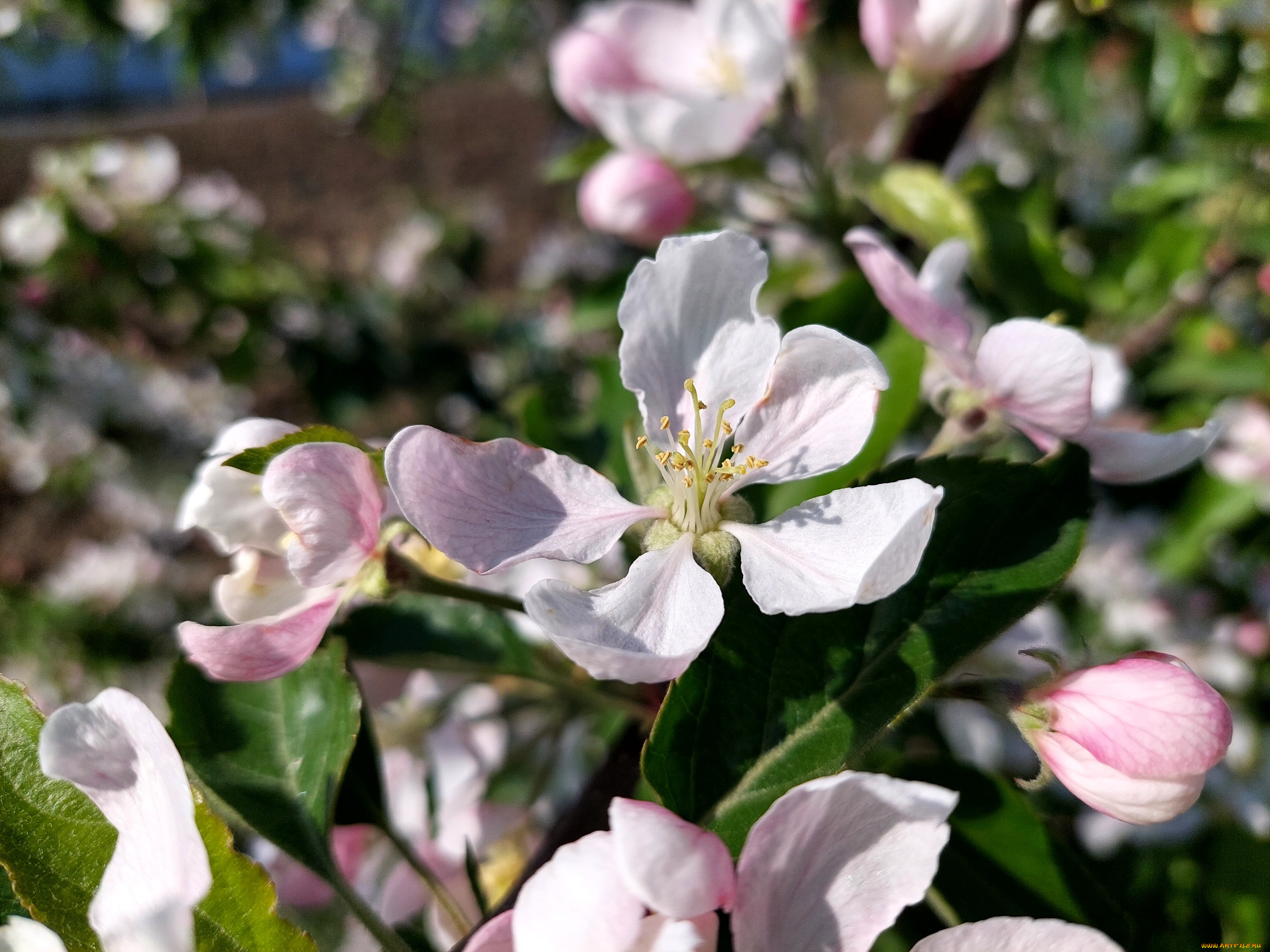 цветы, цветущие, деревья, , , кустарники, яблоня, цветение, весна, 2022