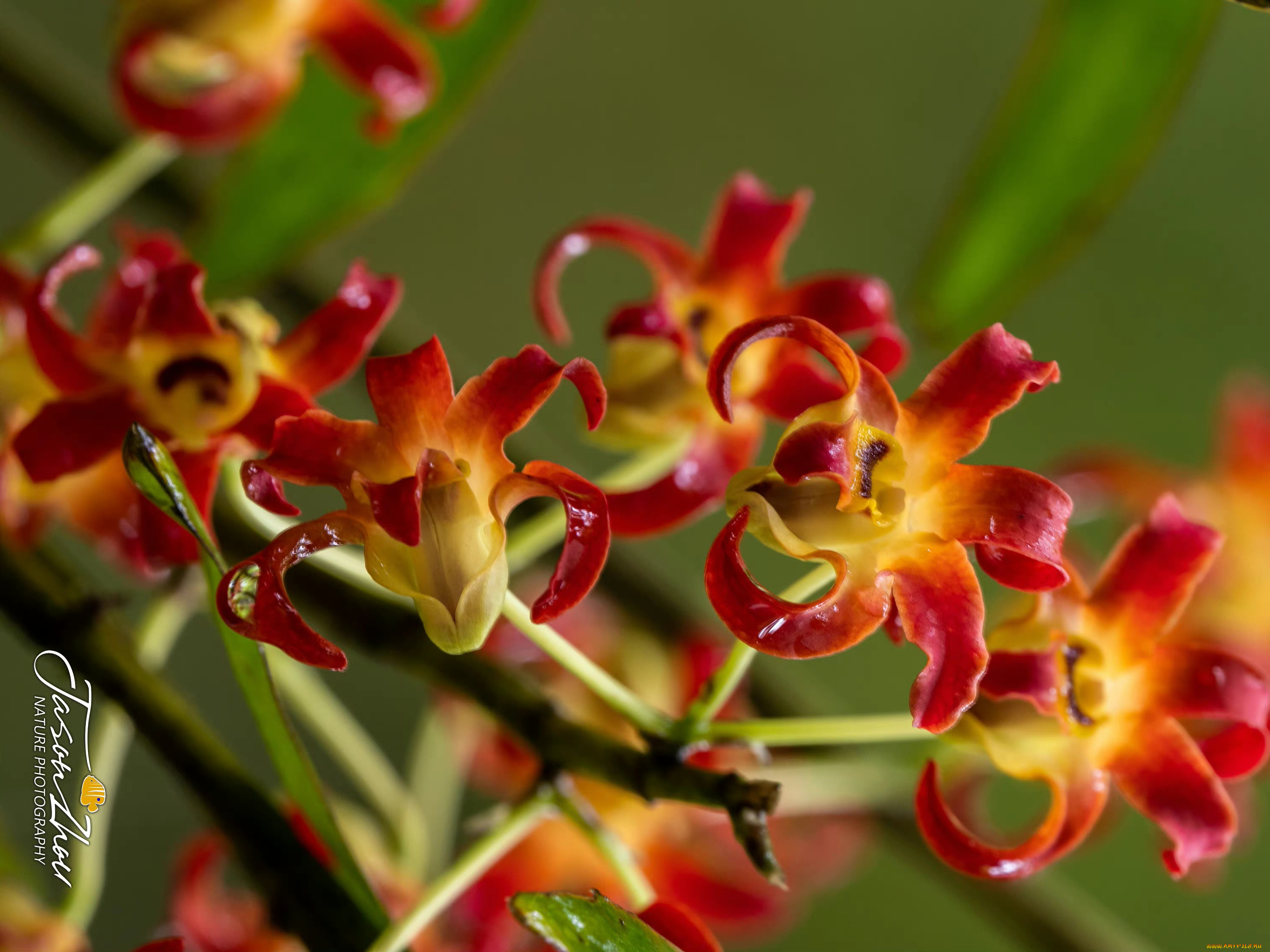 цветы, орхидеи