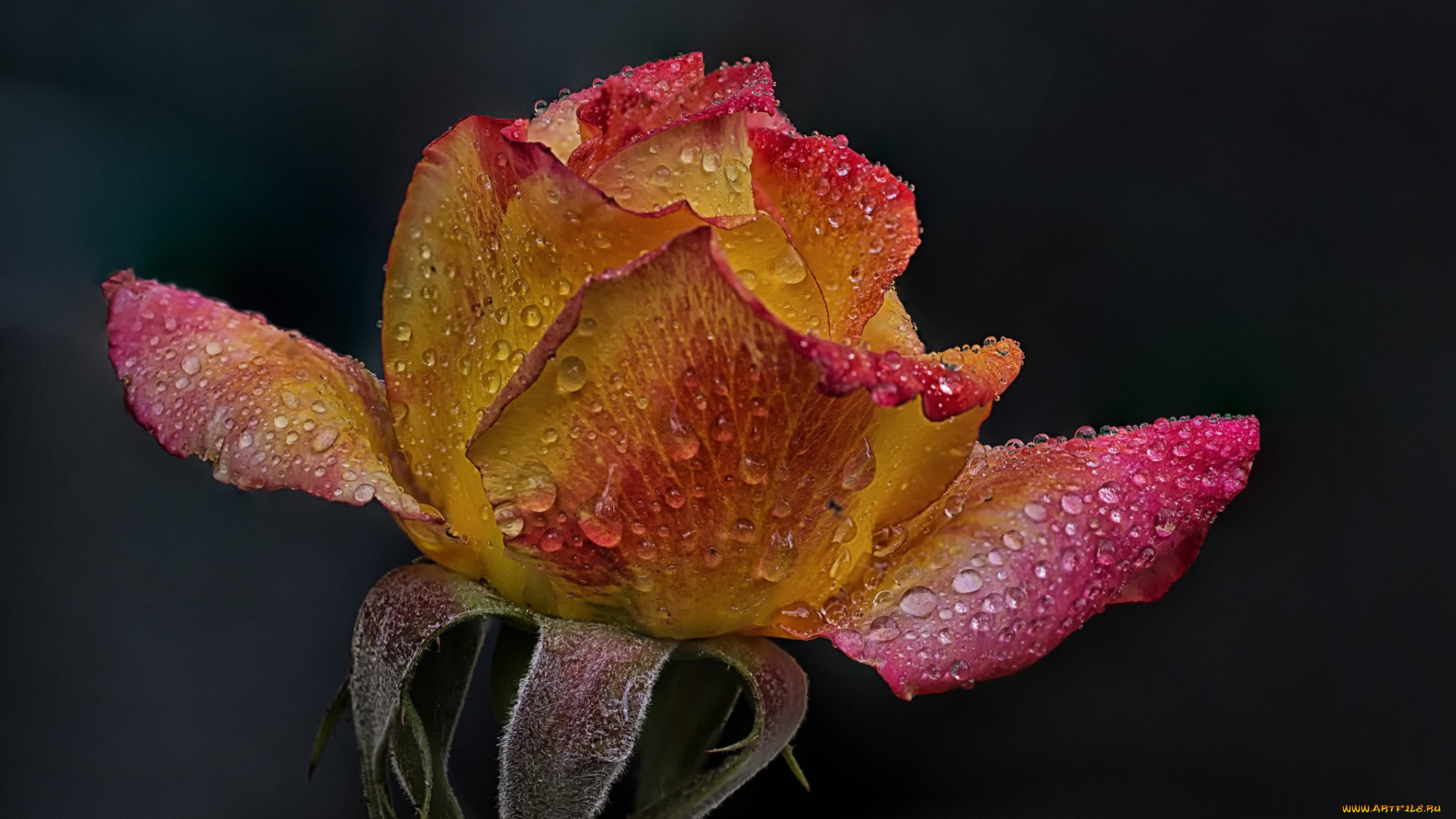 цветы, розы, роза