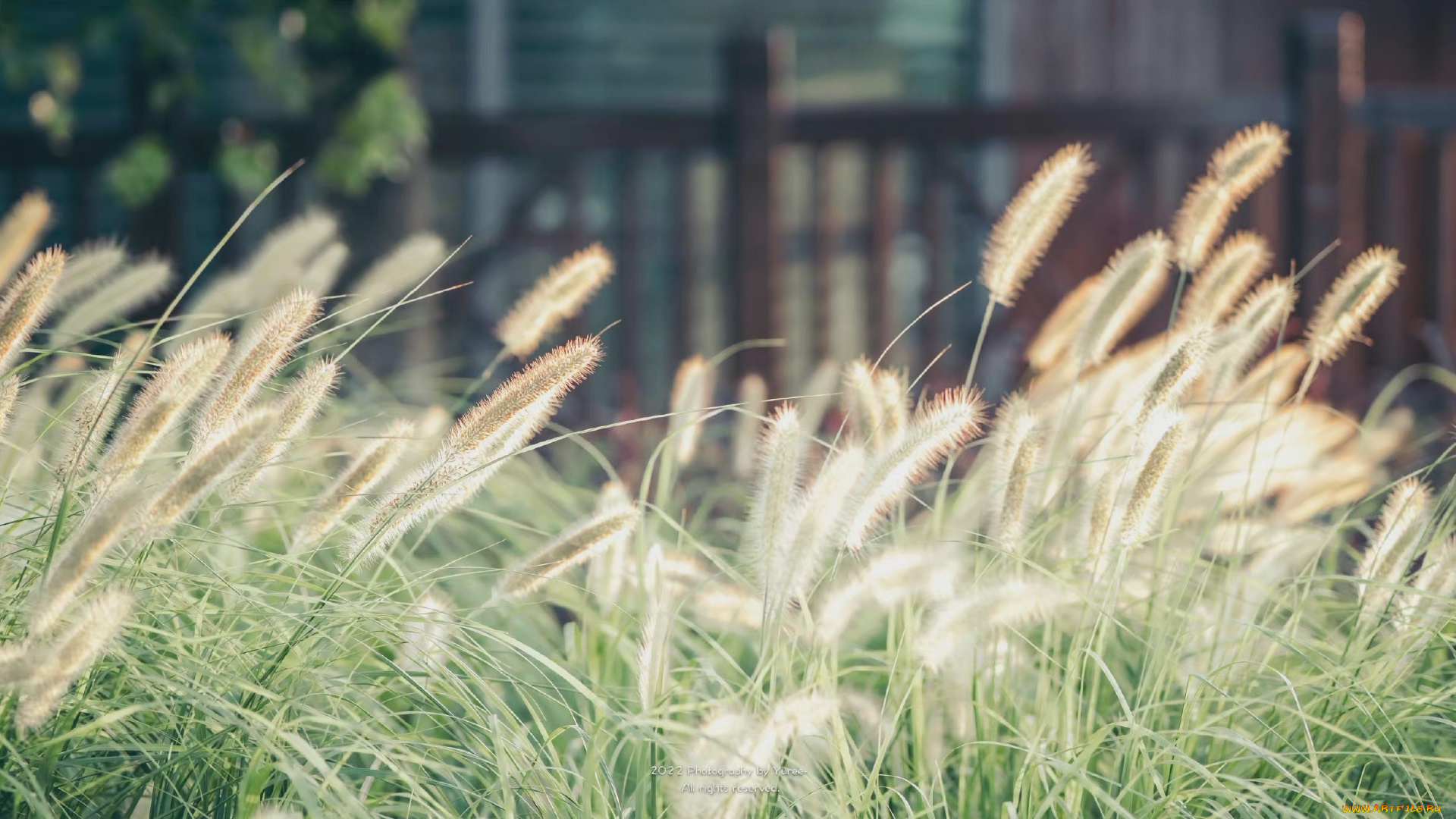 природа, луга, трава