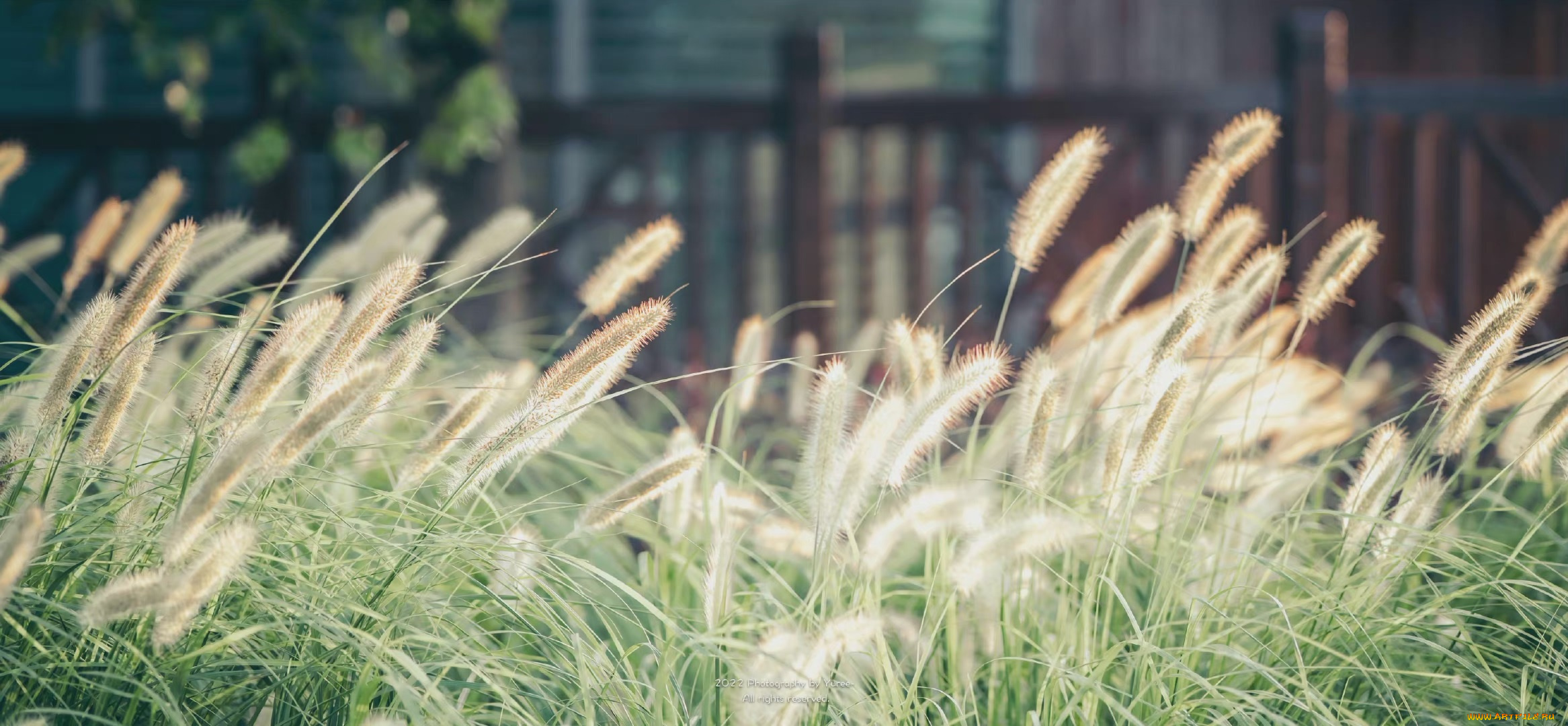 природа, луга, трава