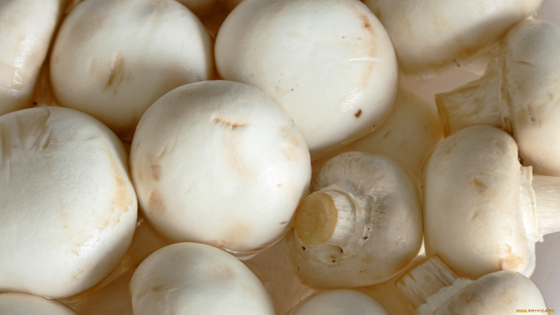 еда, грибы, , грибные, блюда, шампиньоны, макро