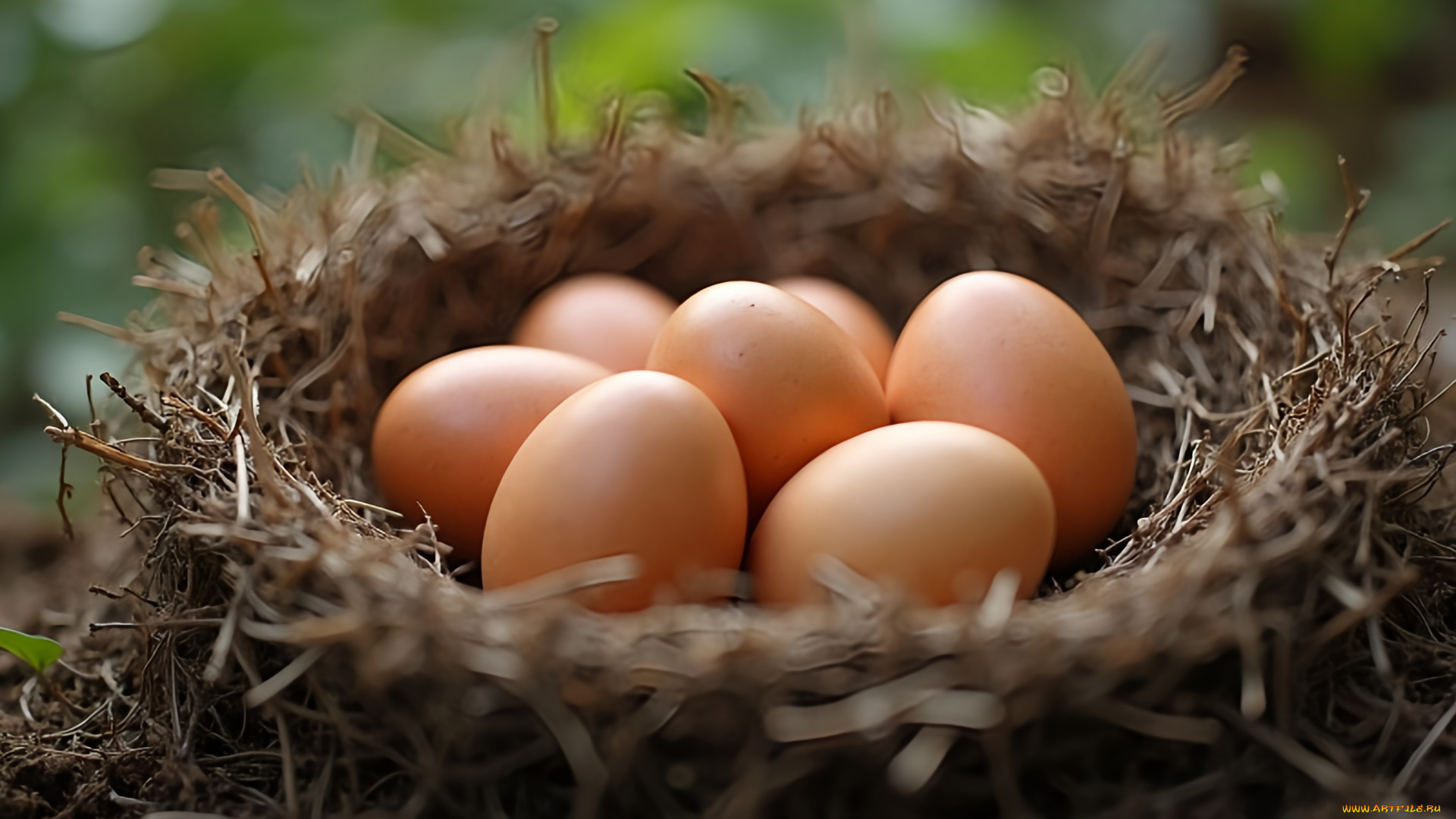 еда, яйца, гнездо, коричневые