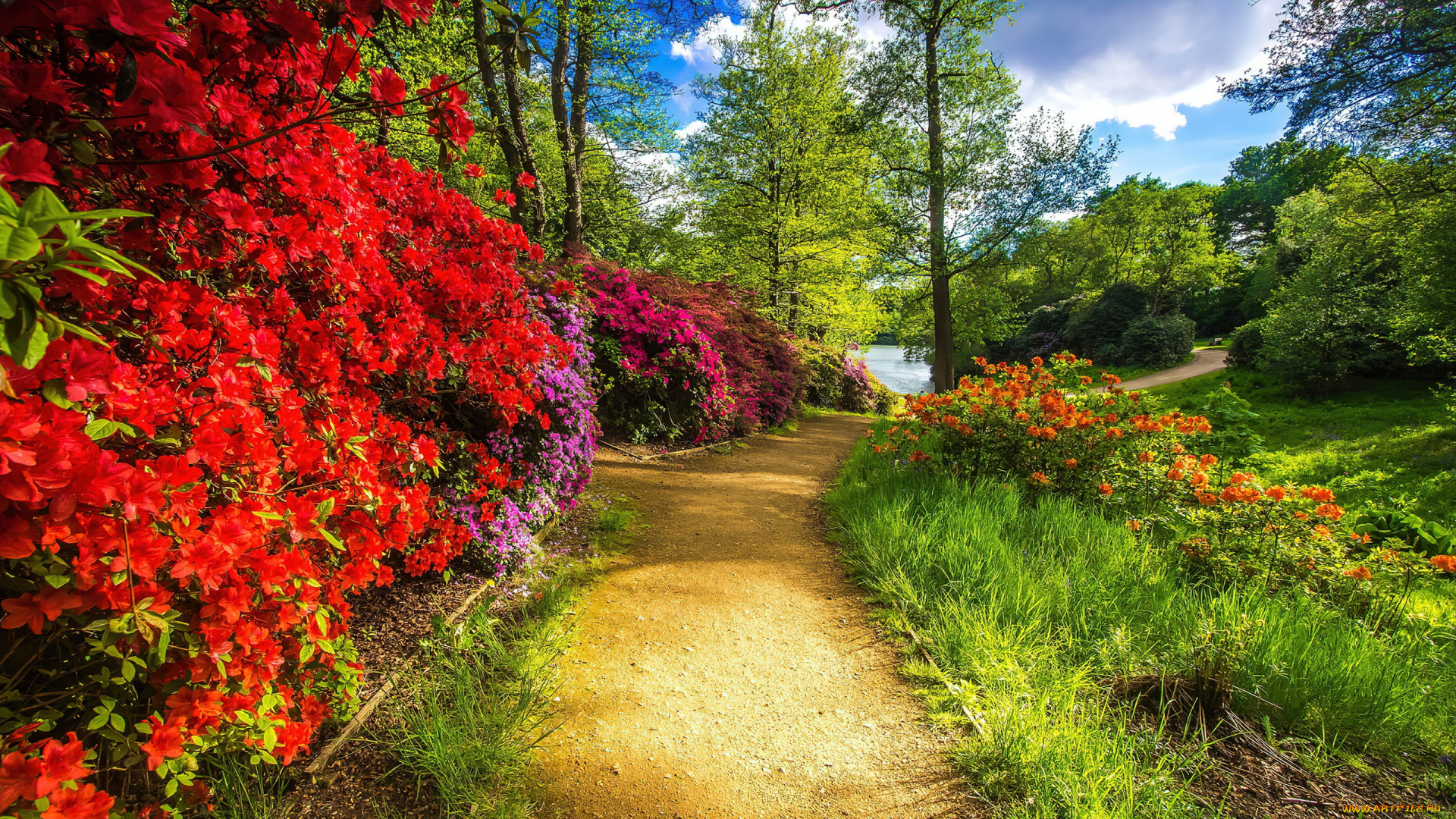 природа, парк, водоем, деревья, кусты, цветущие