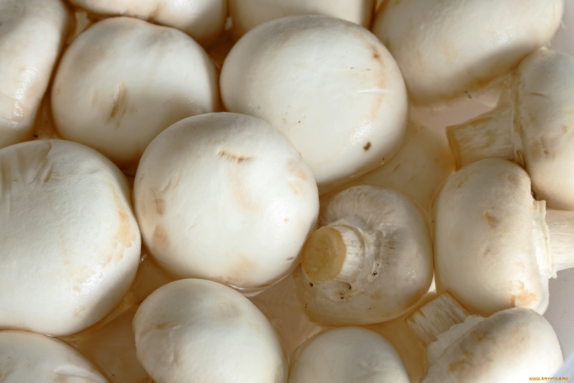 еда, грибы, , грибные, блюда, шампиньоны, макро