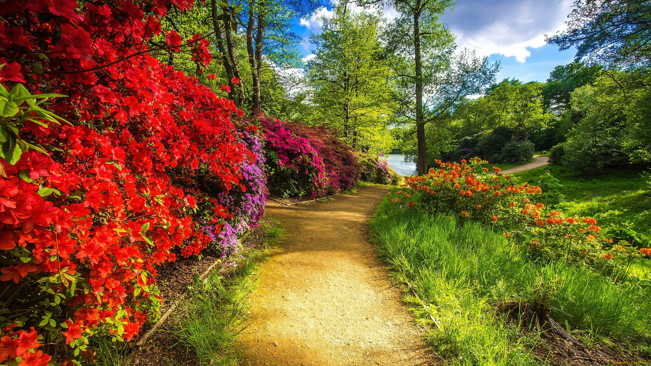 природа, парк, водоем, деревья, кусты, цветущие