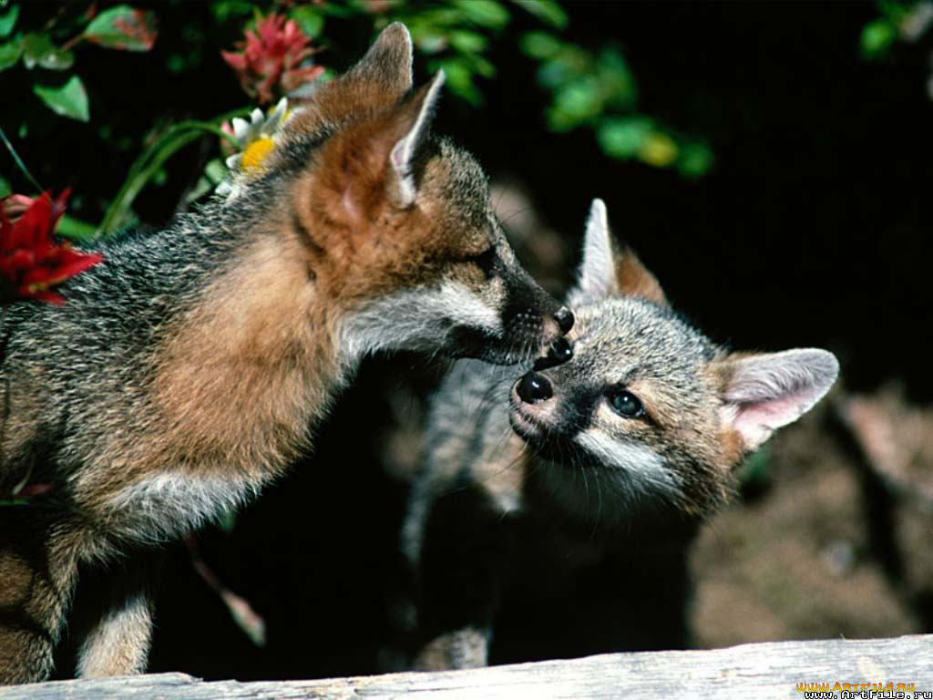 лиса, животные, лисы