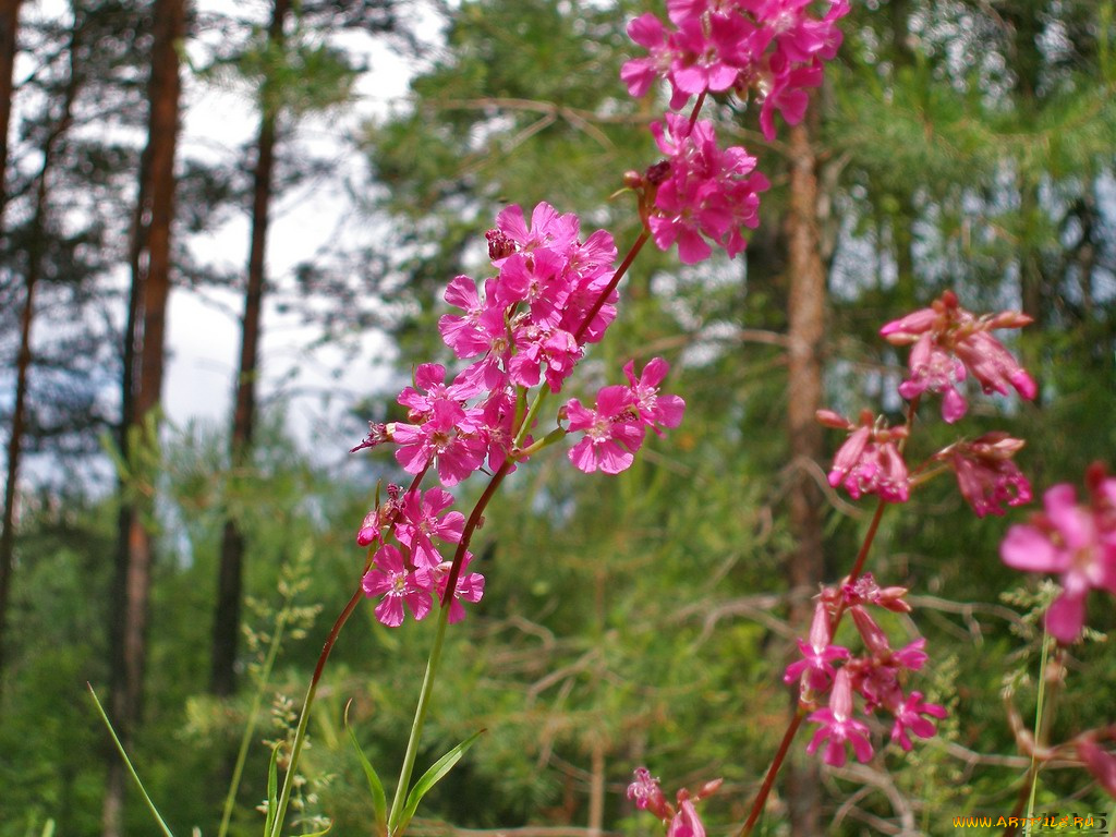 цветы, луговые, полевые