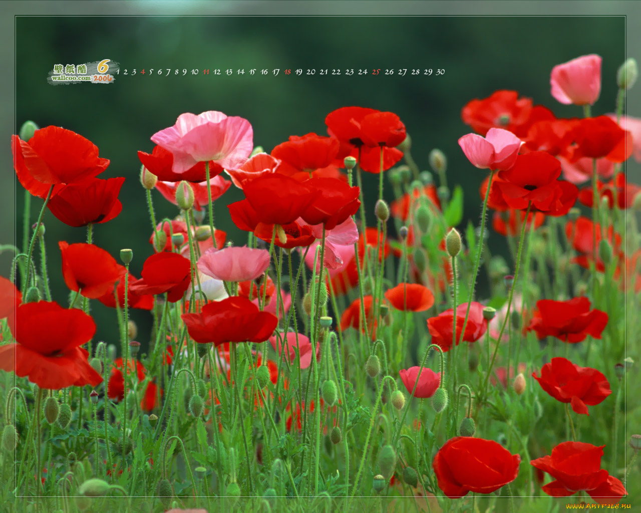 календари, цветы